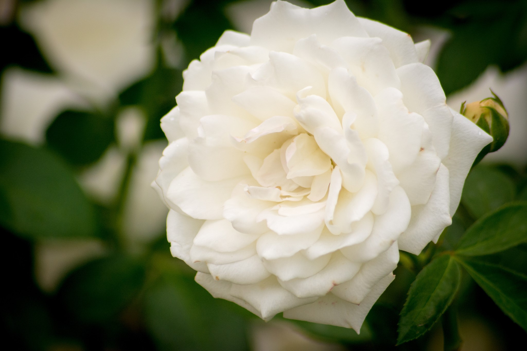 White Rose Closeup HD Wallpaper