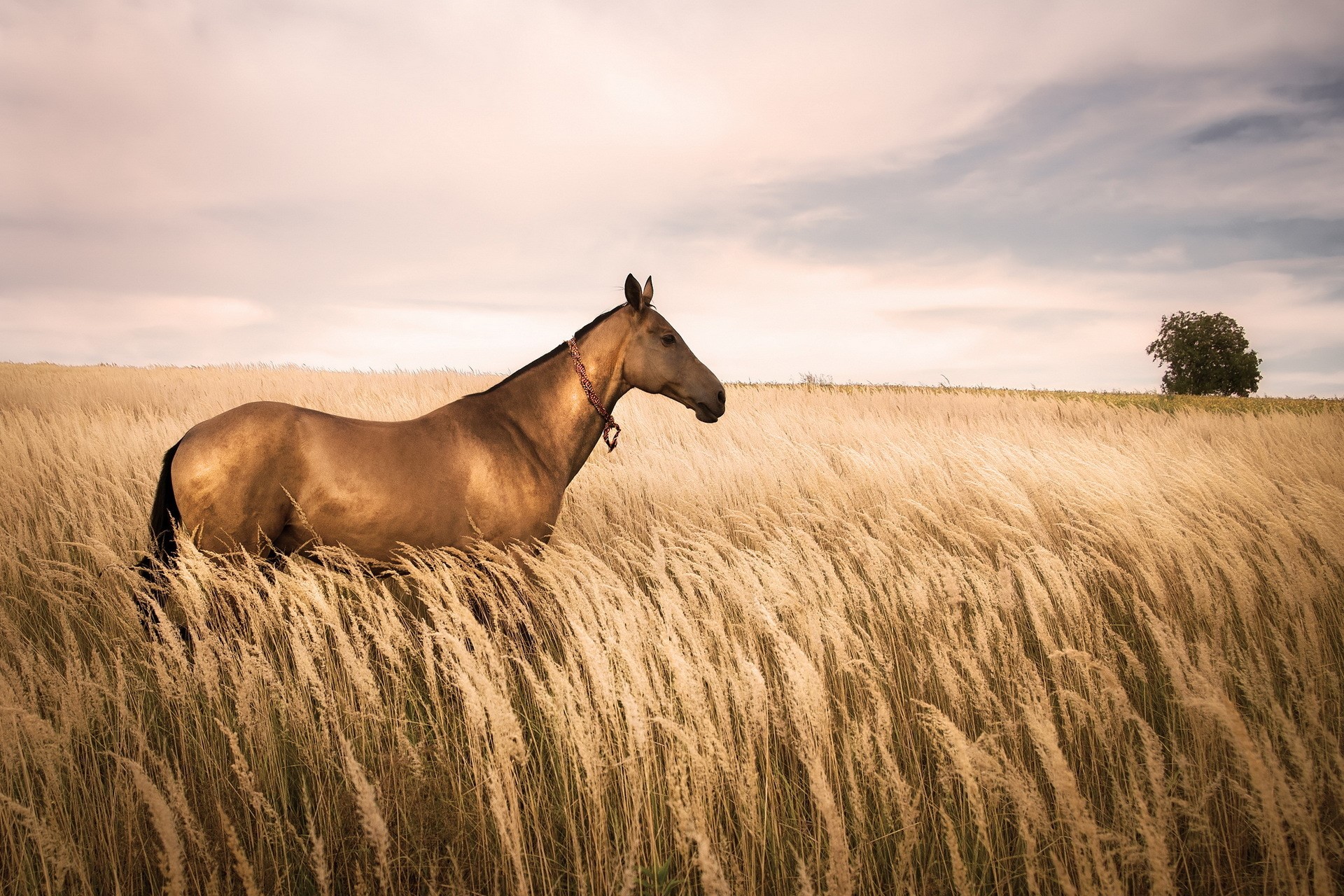 Horse in a field of tall grass HD Wallpaper