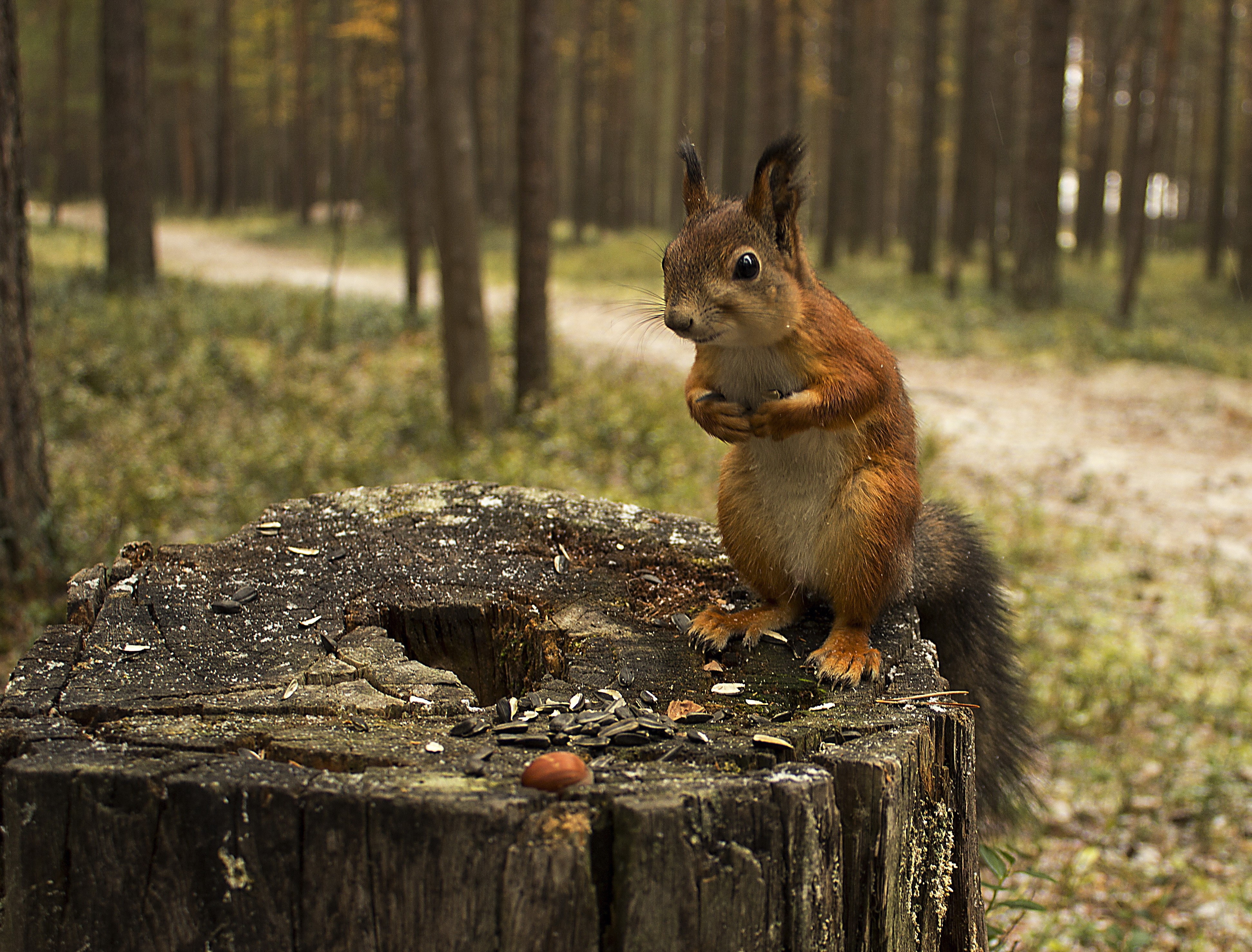 Squirrel on a tree stump with seeds HD Wallpaper