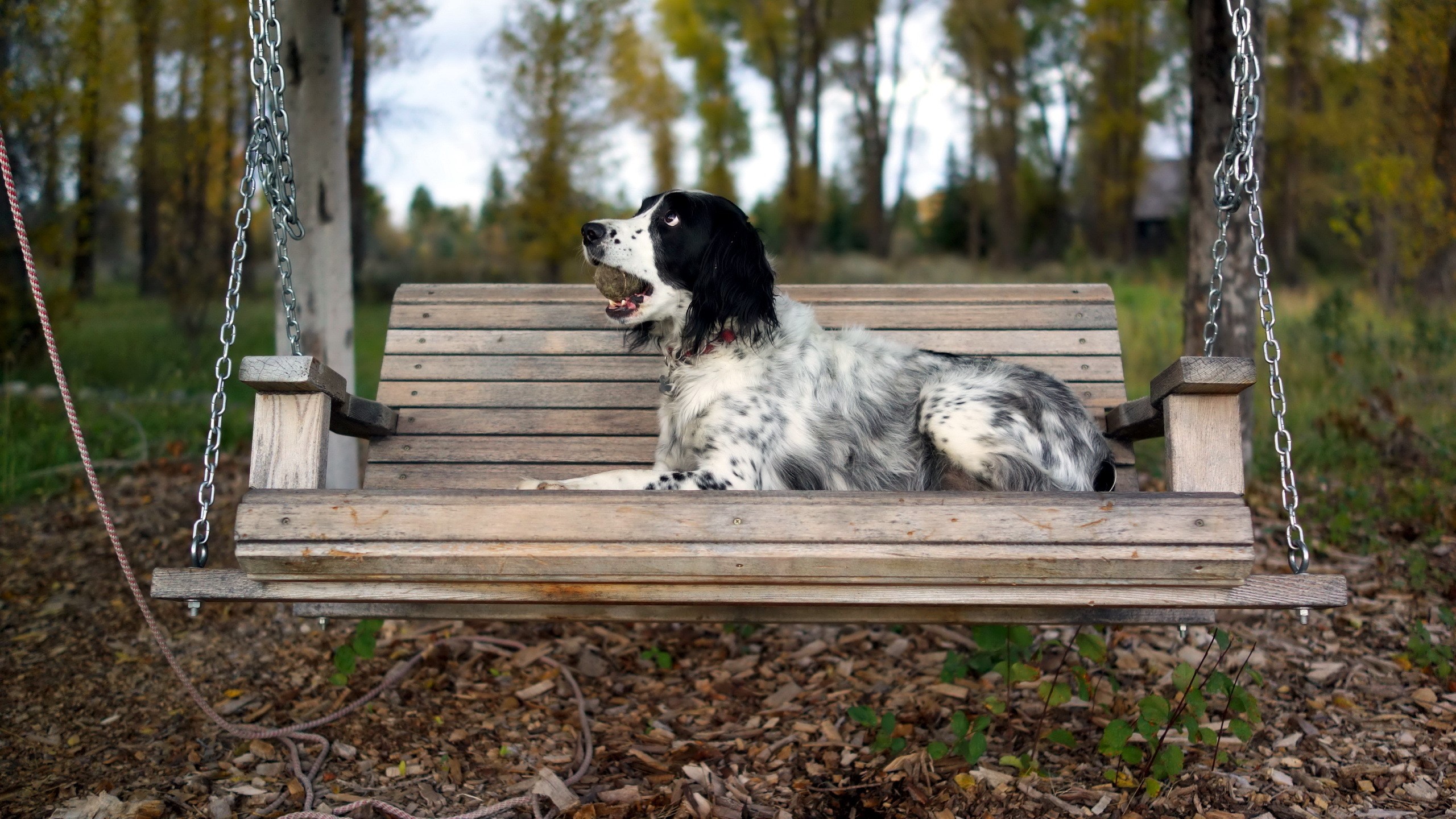 English Setter dog with ball on a wooden swing bench HD Wallpaper
