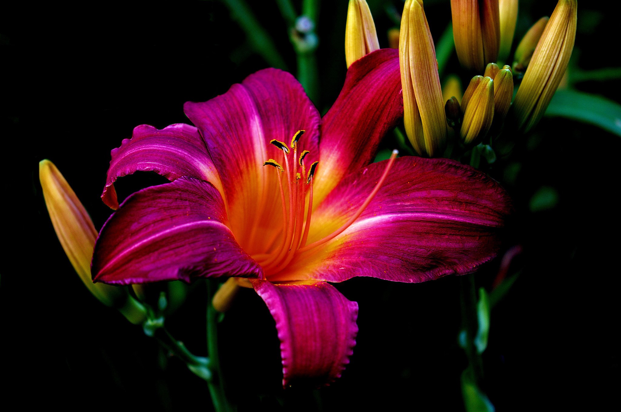 Close-up of a vibrant pink and orange lily with buds HD Wallpaper