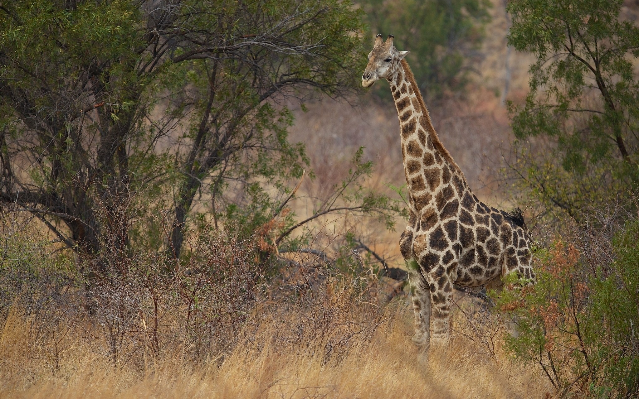 Giraffe standing in dry grass and trees HD Wallpaper