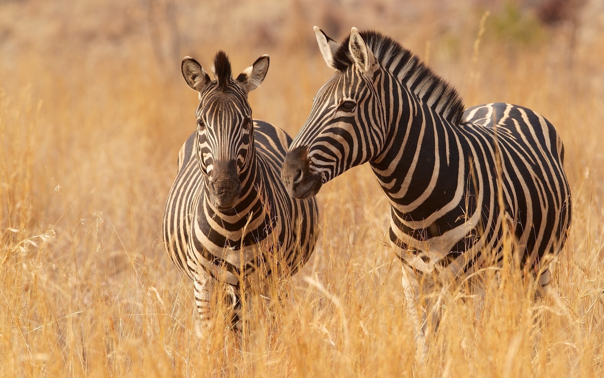 Two zebras standing in dry grass HD Wallpaper