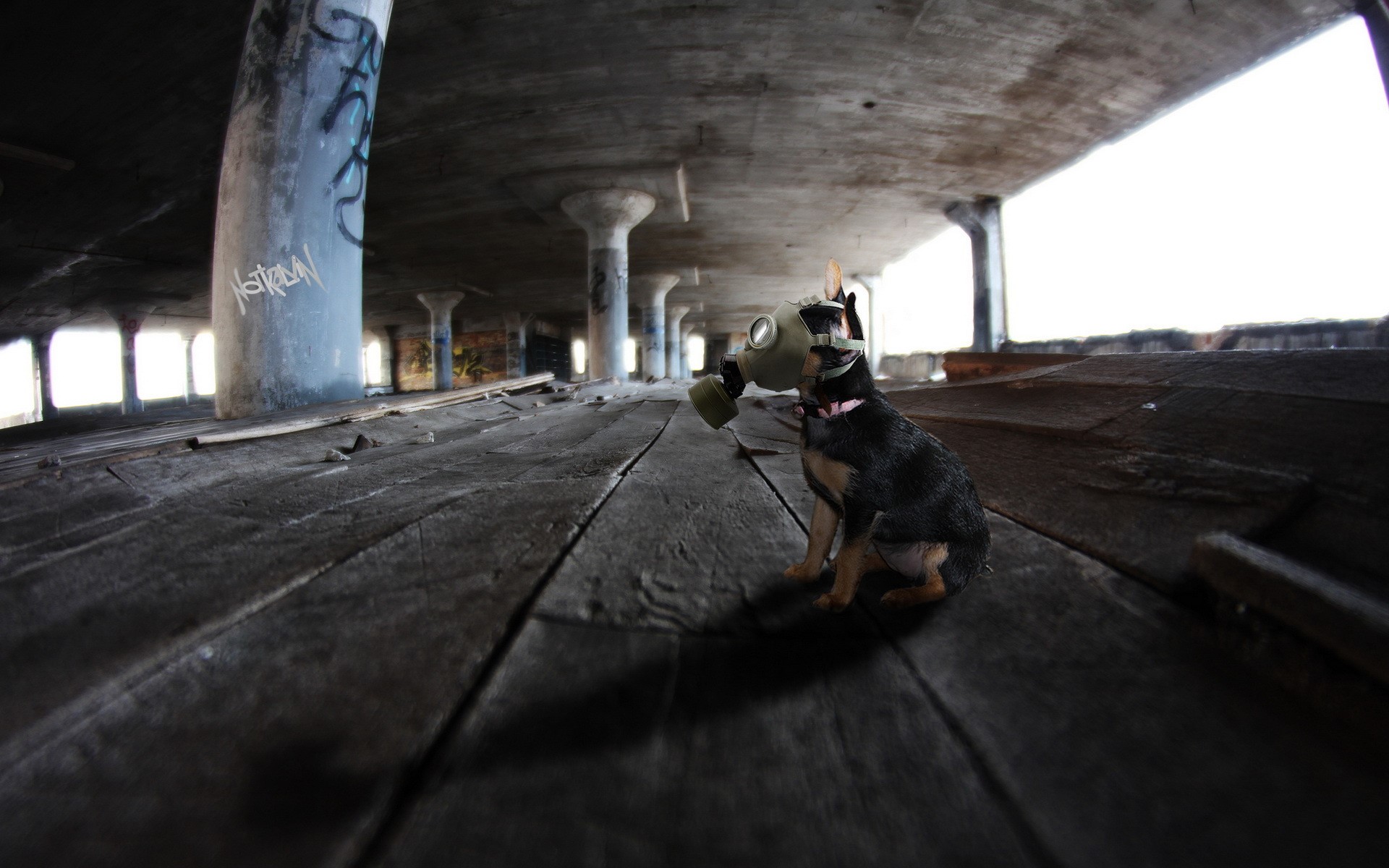 Dog wearing a gas mask in abandoned building HD Wallpaper