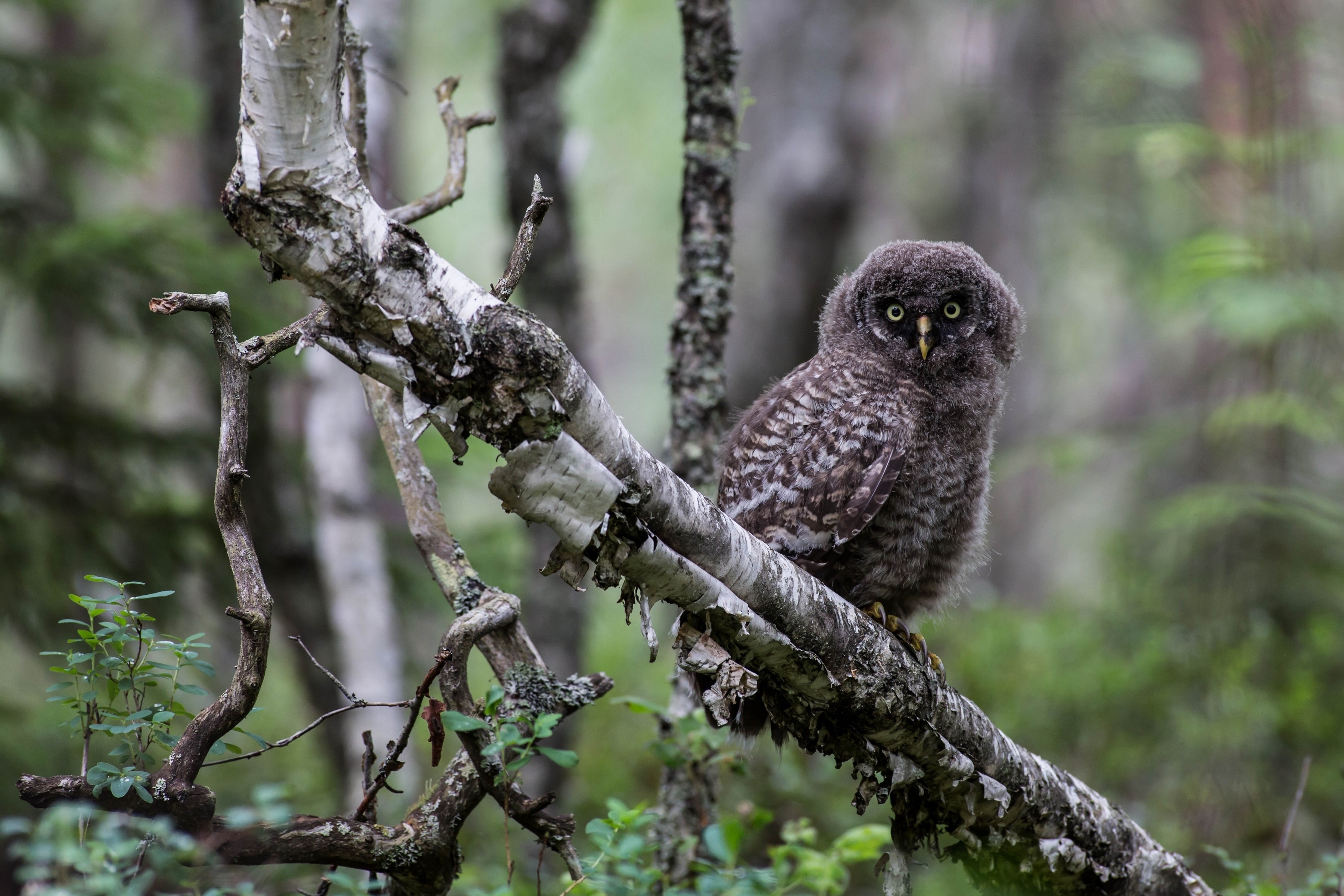 Young Great Grey Owl perched on a birch branch HD Wallpaper