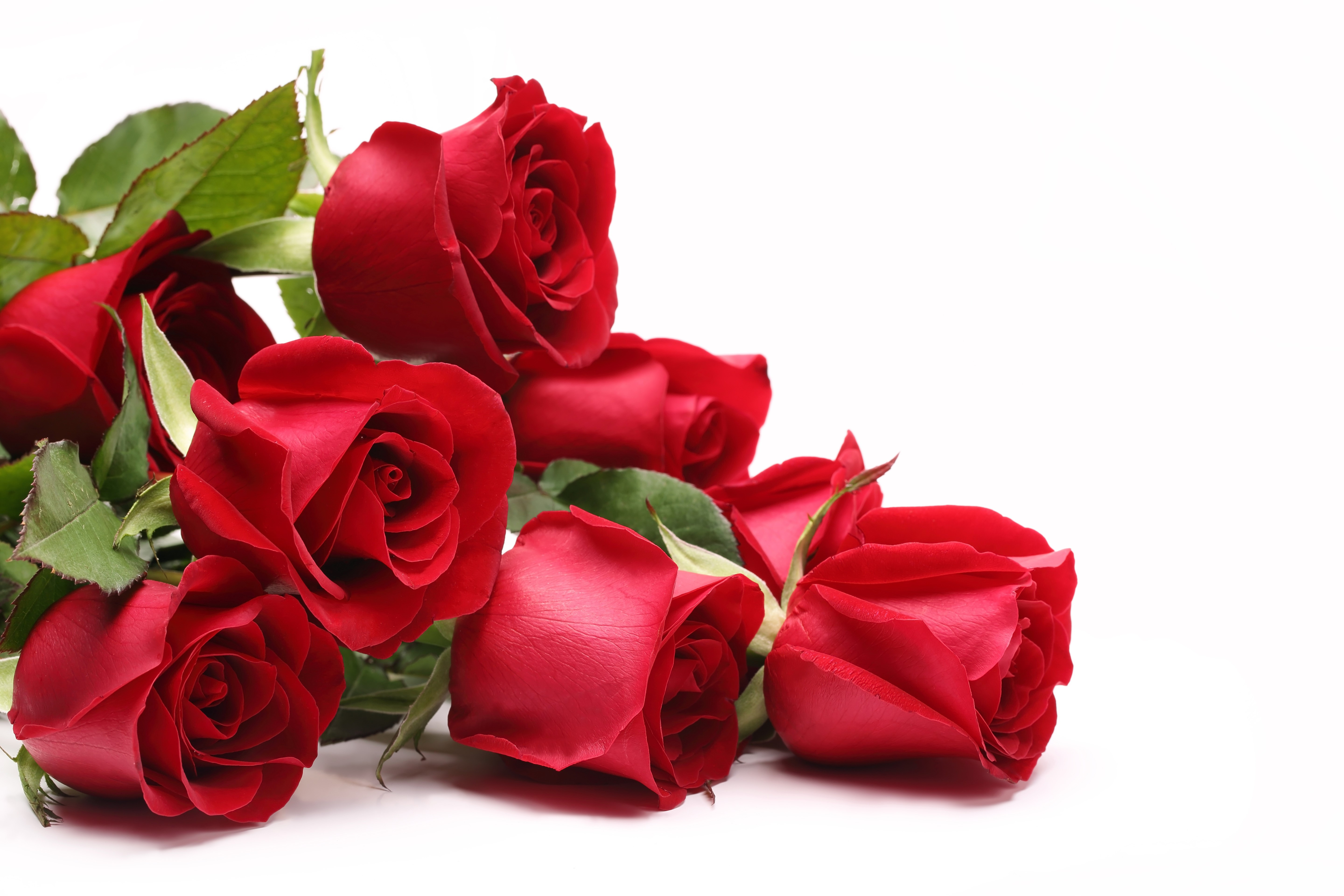 Red Roses HD Wallpaper