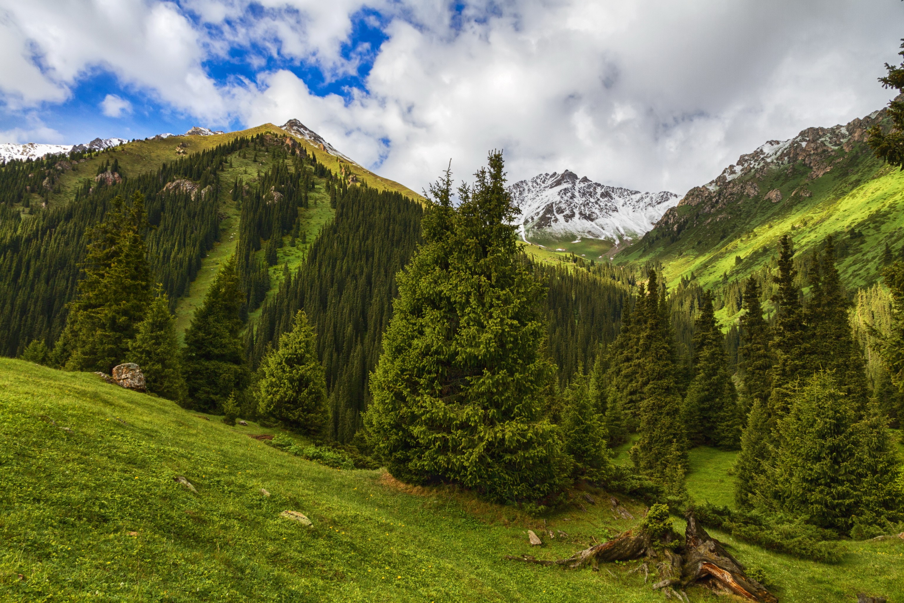 Green mountain valley with spruce trees and snow-capped peaks HD Wallpaper