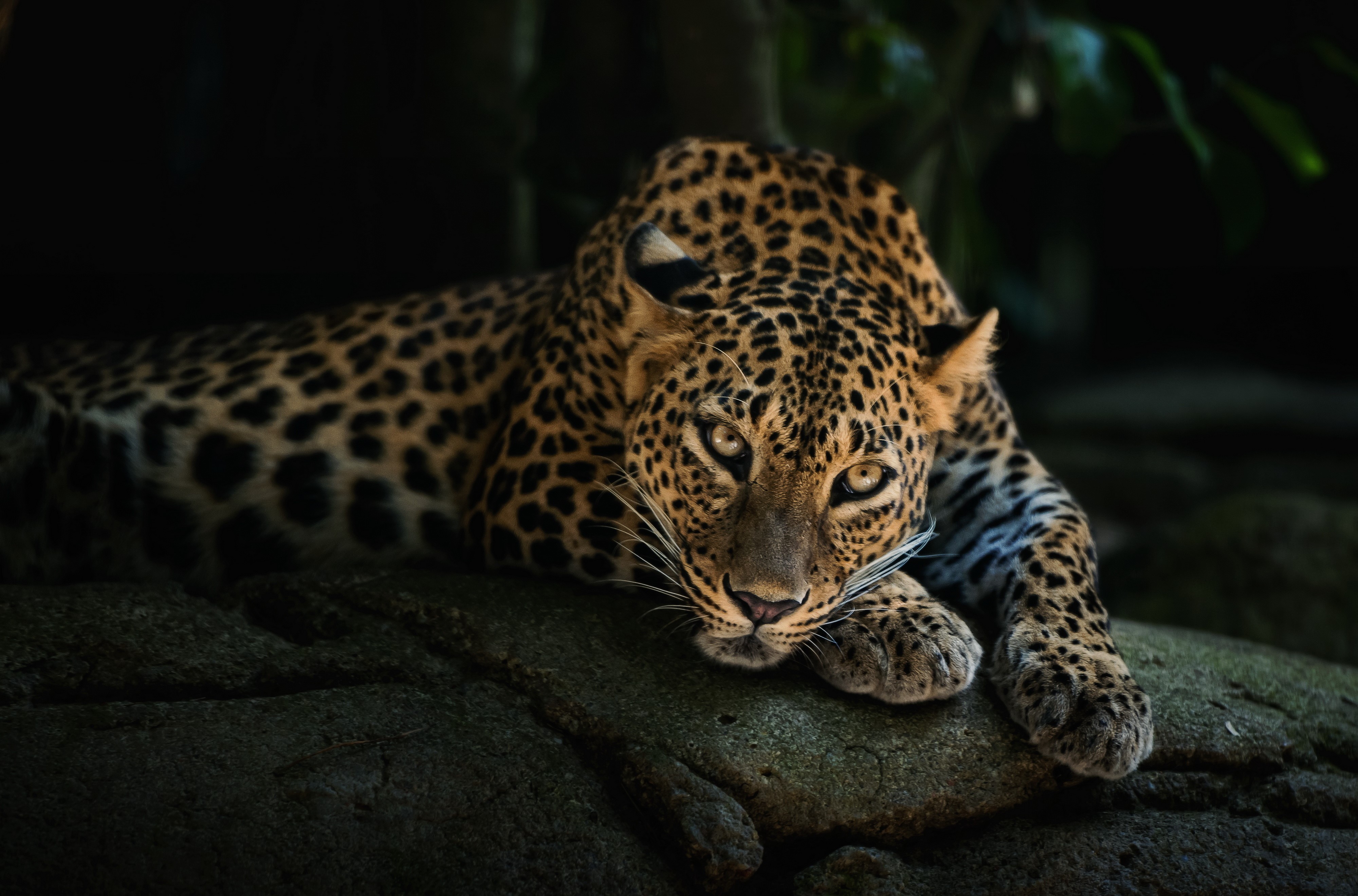 Leopard lying on a rock HD Wallpaper