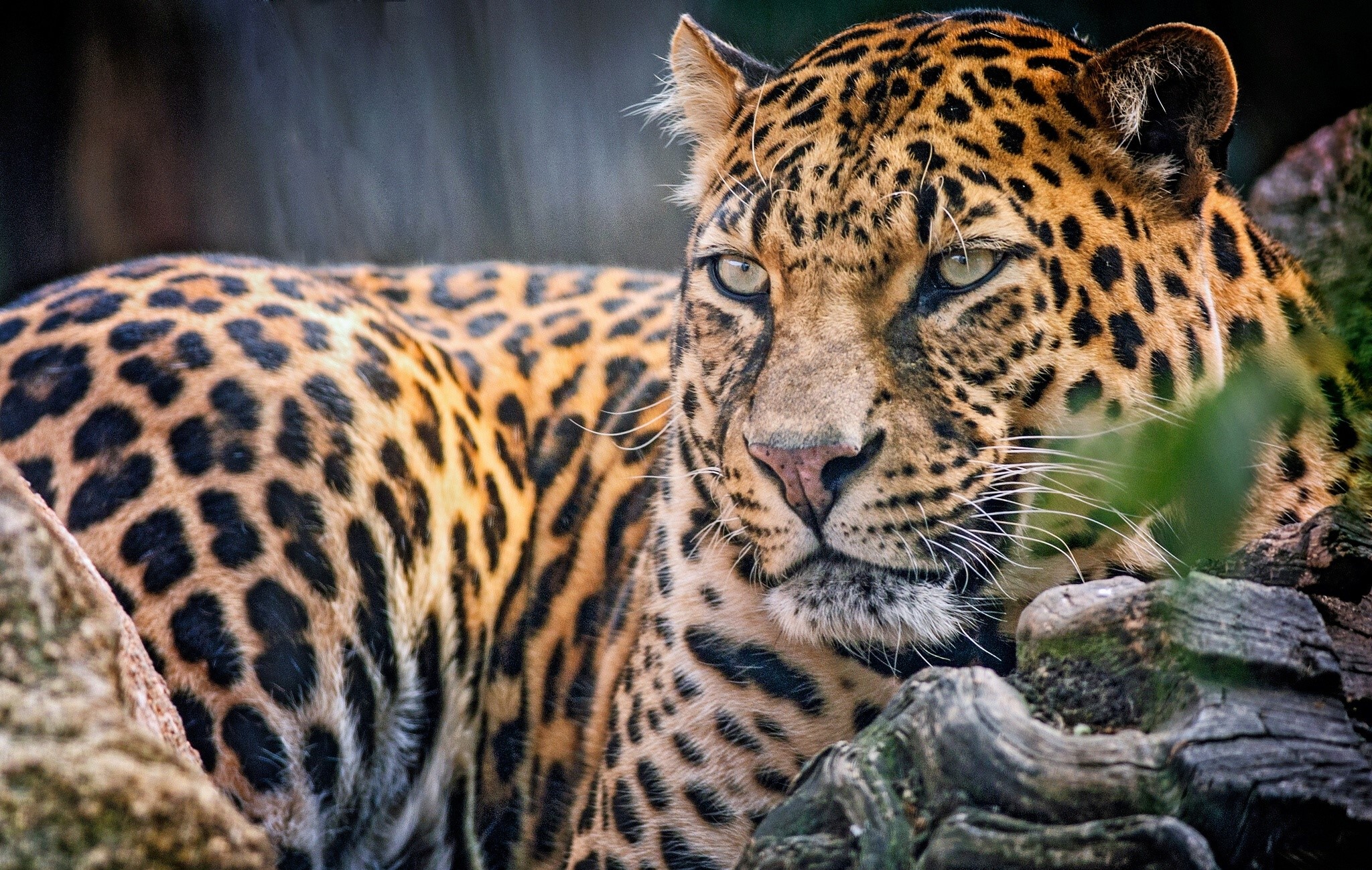 Leopard with spotted fur looking to the side HD Wallpaper