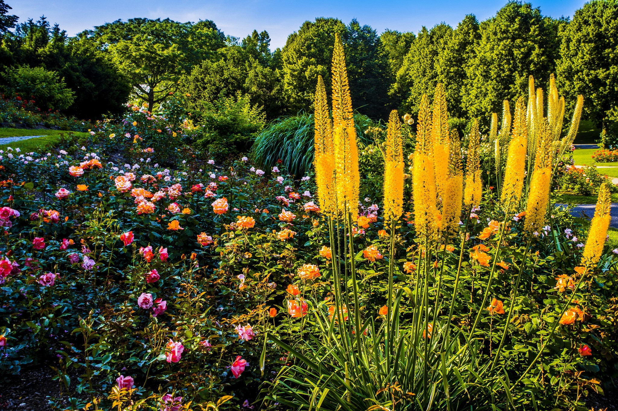 Rose garden with yellow foxtail lilies in Westpark, Munich HD Wallpaper
