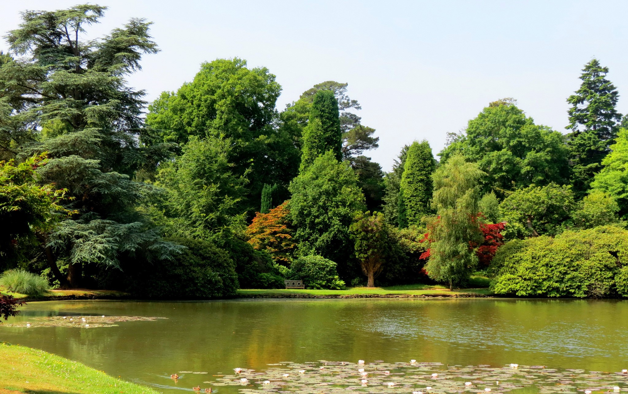 Pond and trees in Sheffield, England HD Wallpaper