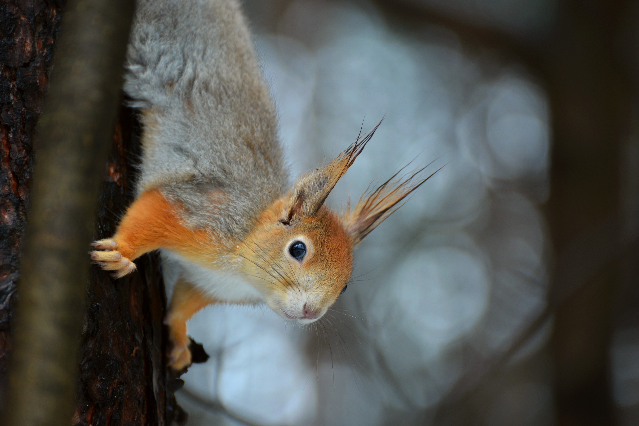 A squirrel hangs upside down on a tree trunk HD Wallpaper