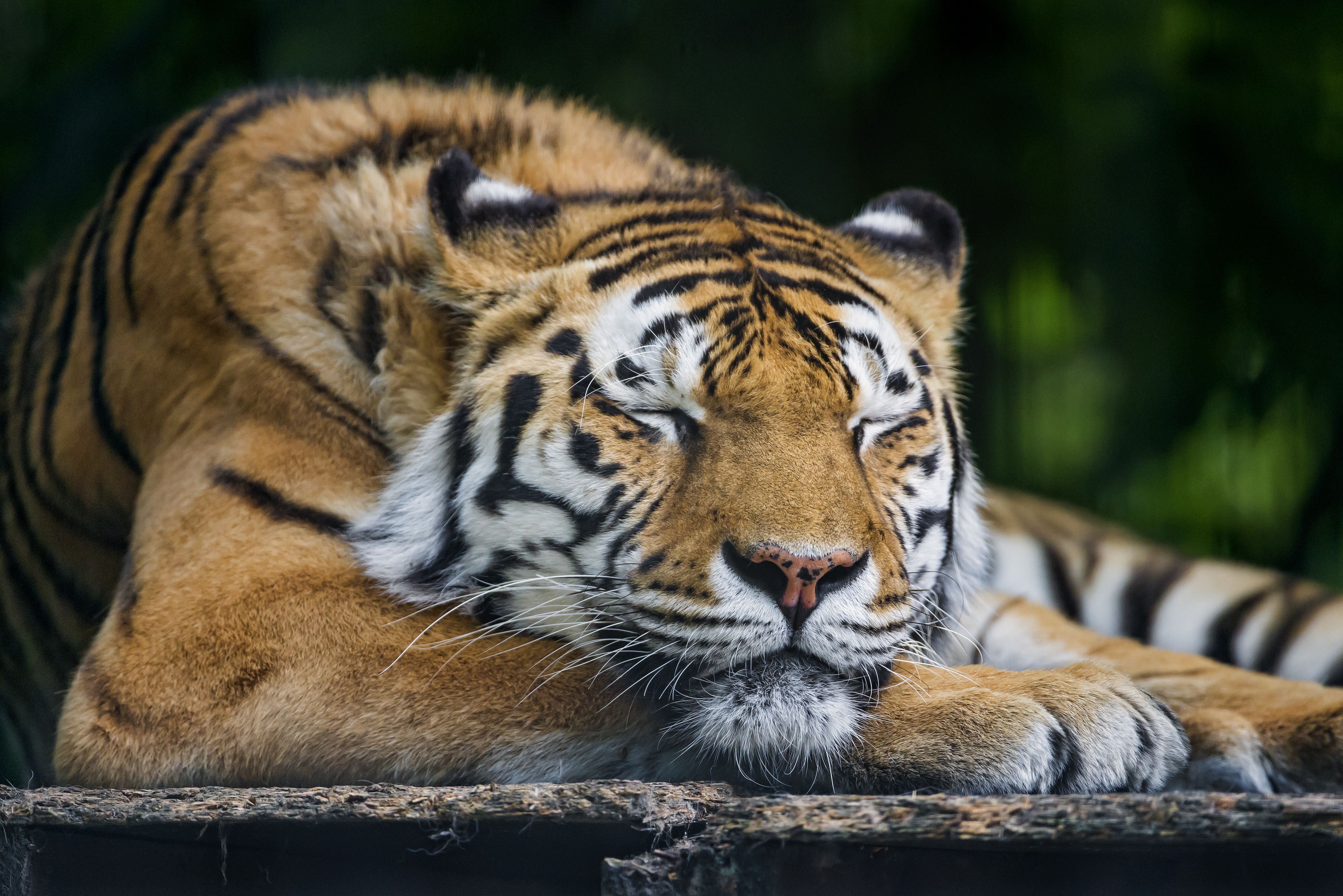 Tiger sleeping on a wooden platform HD Wallpaper