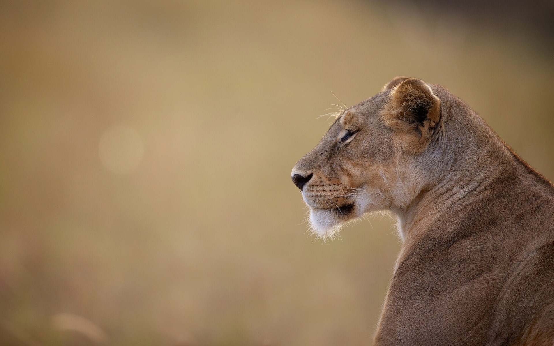 Lioness in profile against a blurred background HD Wallpaper