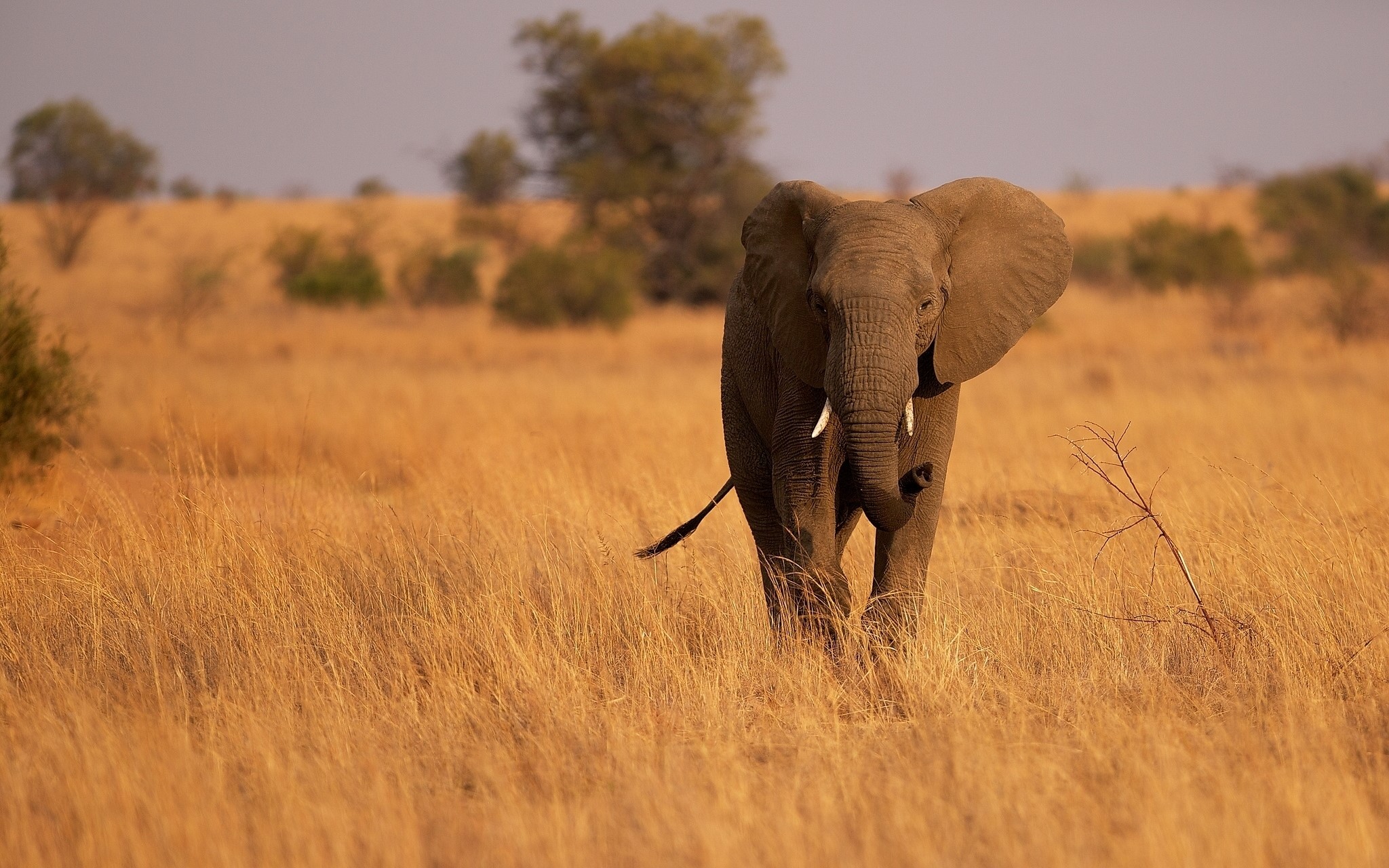 Elephant walking through dry grass field HD Wallpaper