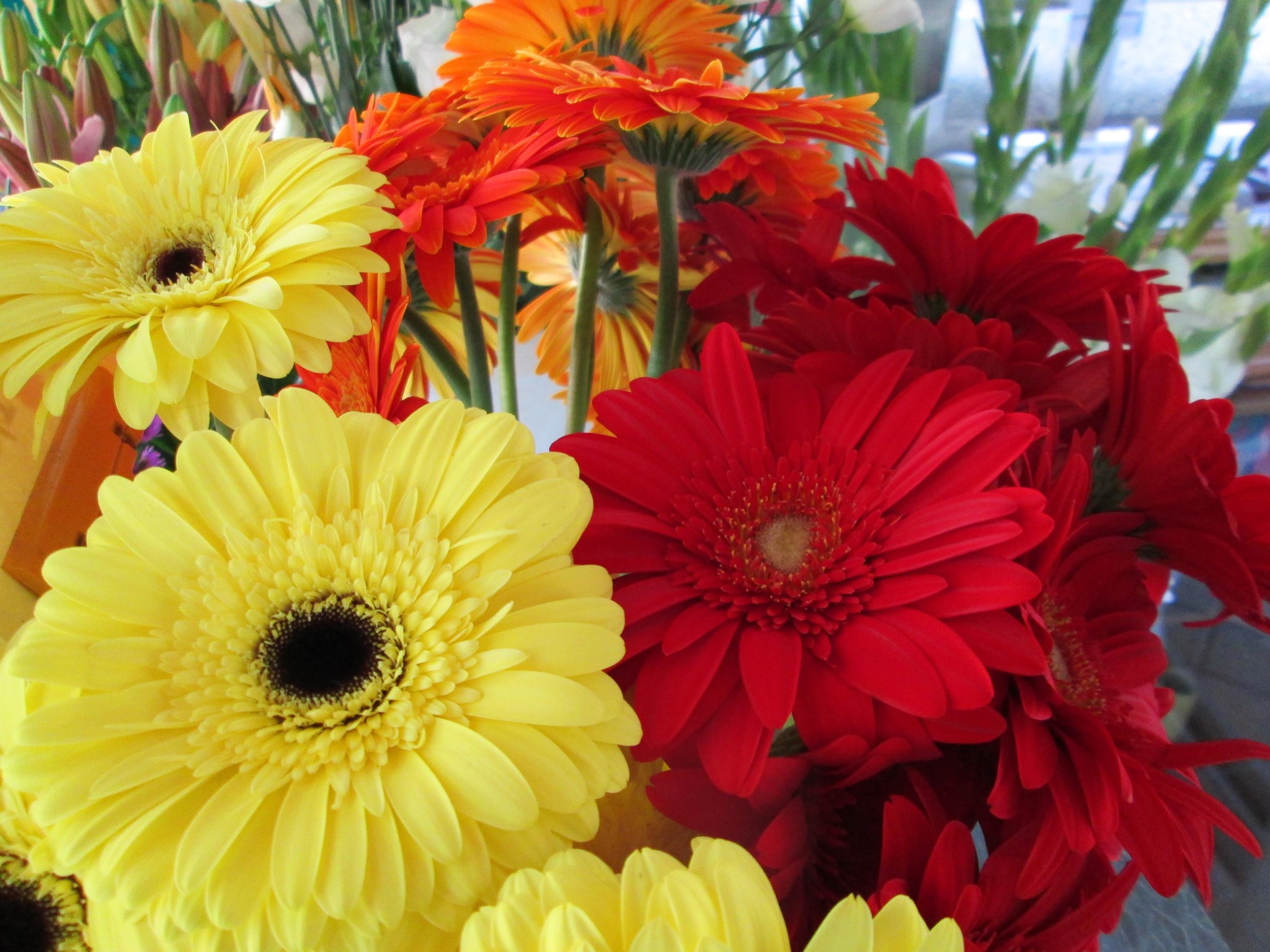 Red, Yellow, and Orange Gerbera Daisies HD Wallpaper
