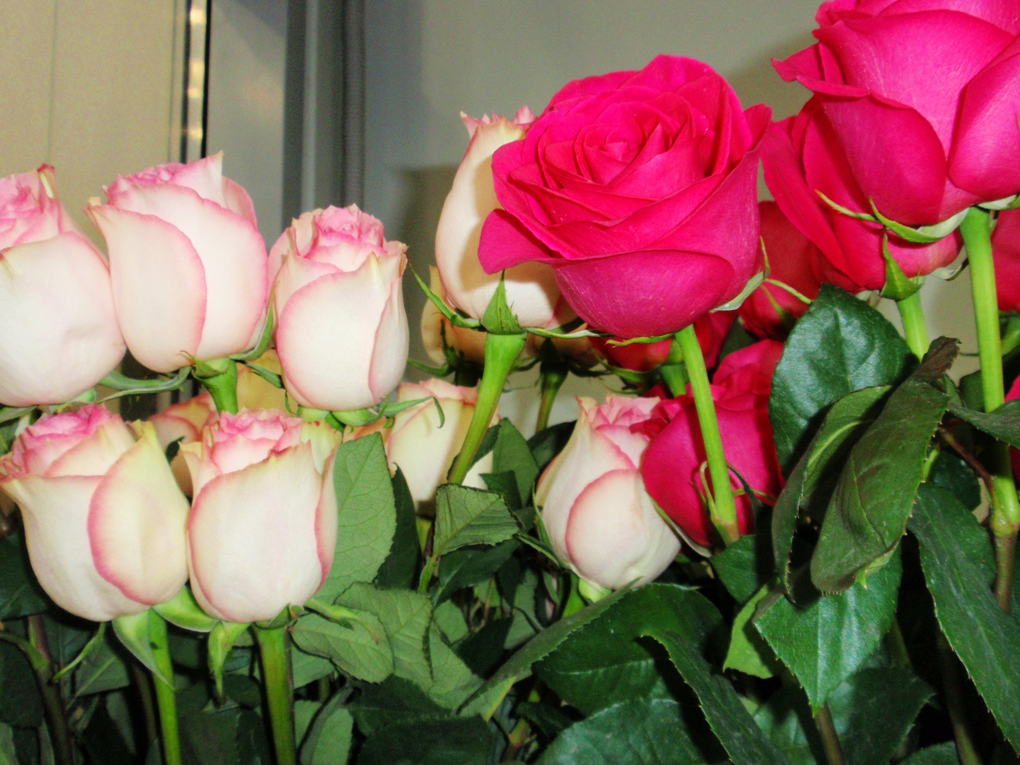 Bouquet of Pink and White Roses HD Wallpaper