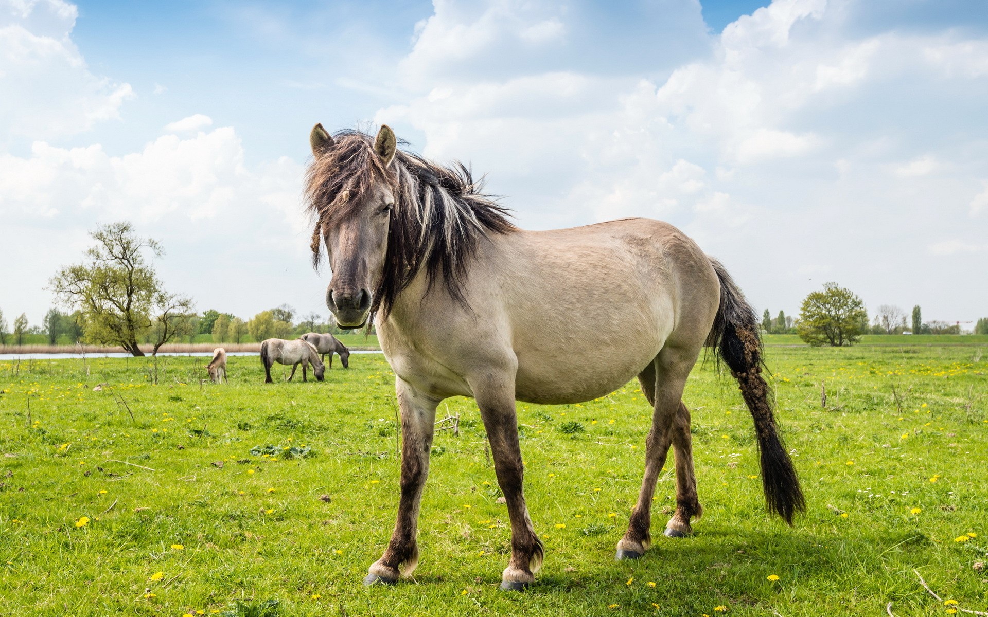 Horses grazing in a grassy field under a cloudy sky HD Wallpaper
