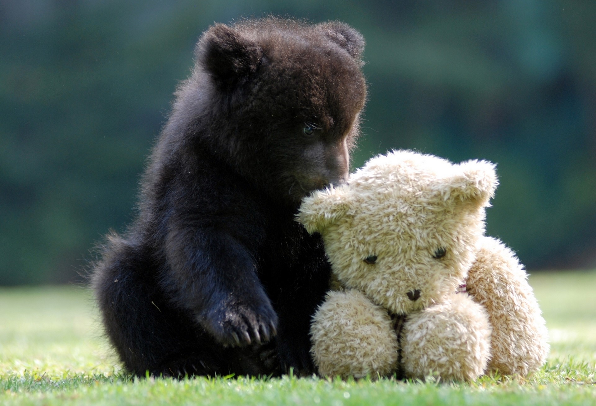 A black bear cub cuddles a teddy bear HD Wallpaper