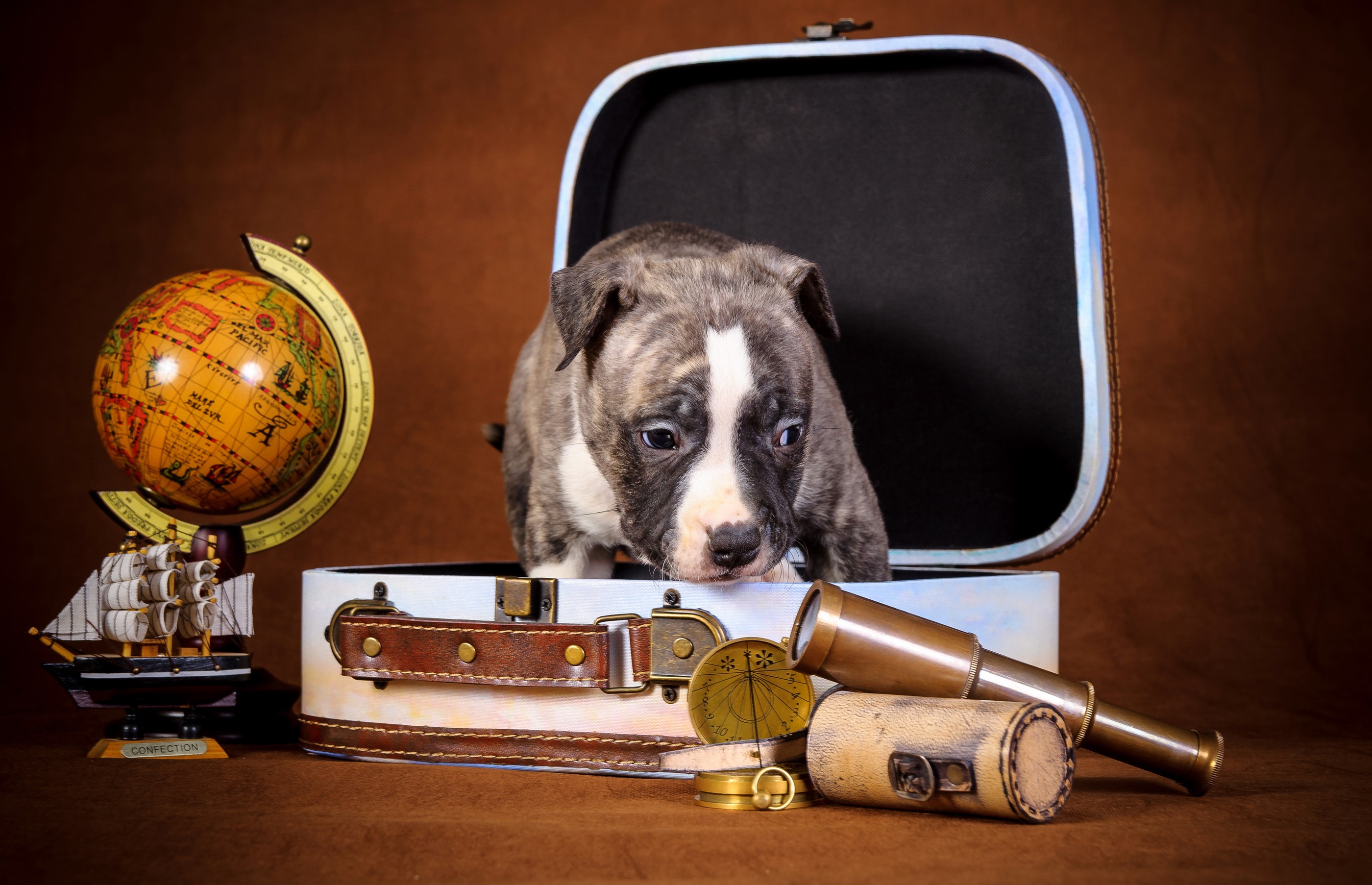Brindle Pitbull puppy in a suitcase with travel items HD Wallpaper