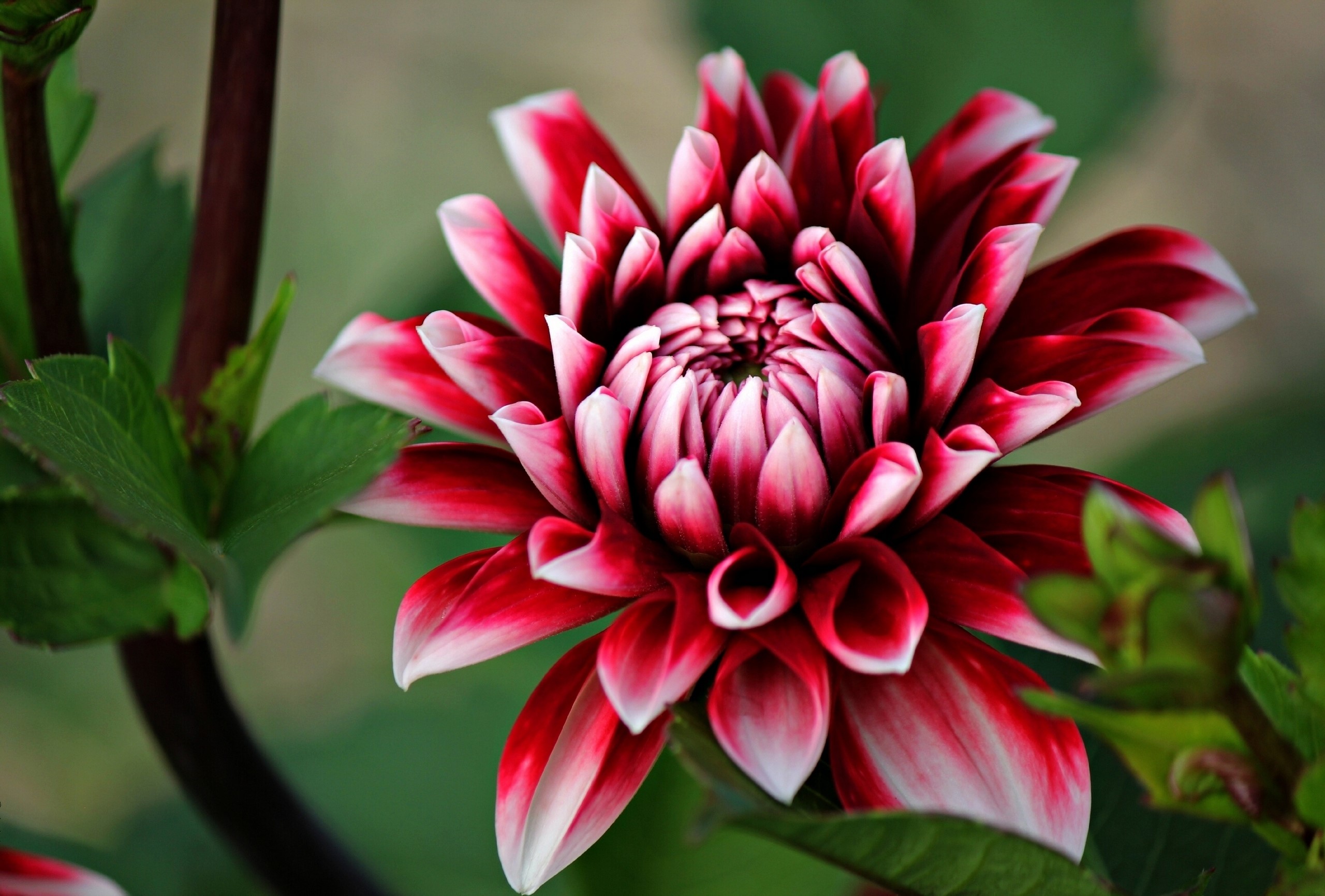 Red and white dahlia flower closeup HD Wallpaper