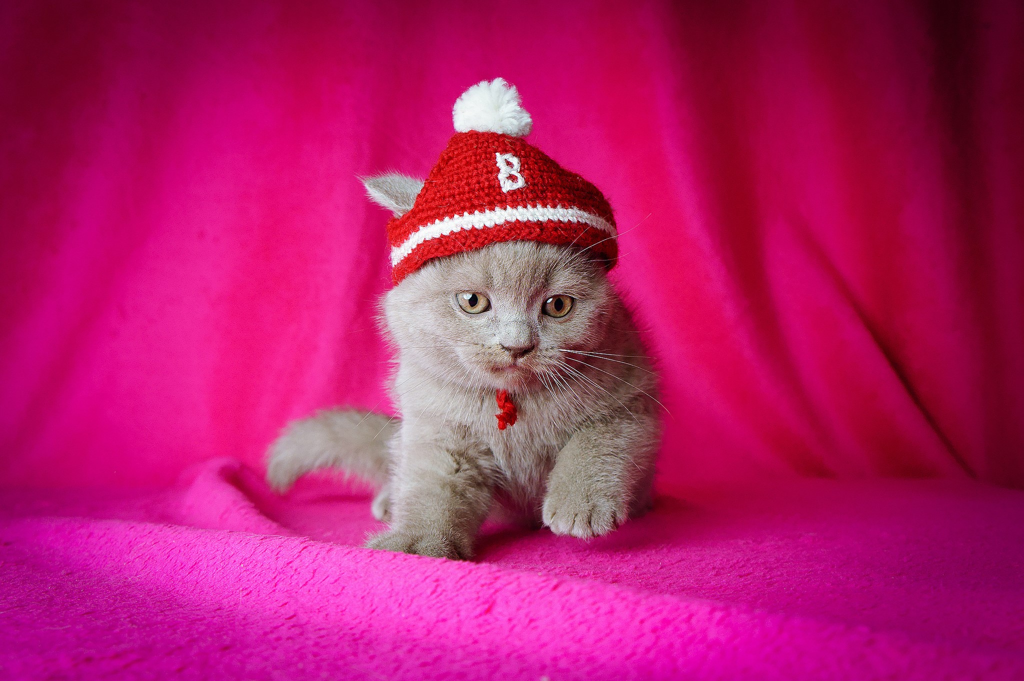 Kitten wearing a red winter hat with a white pompom HD Wallpaper