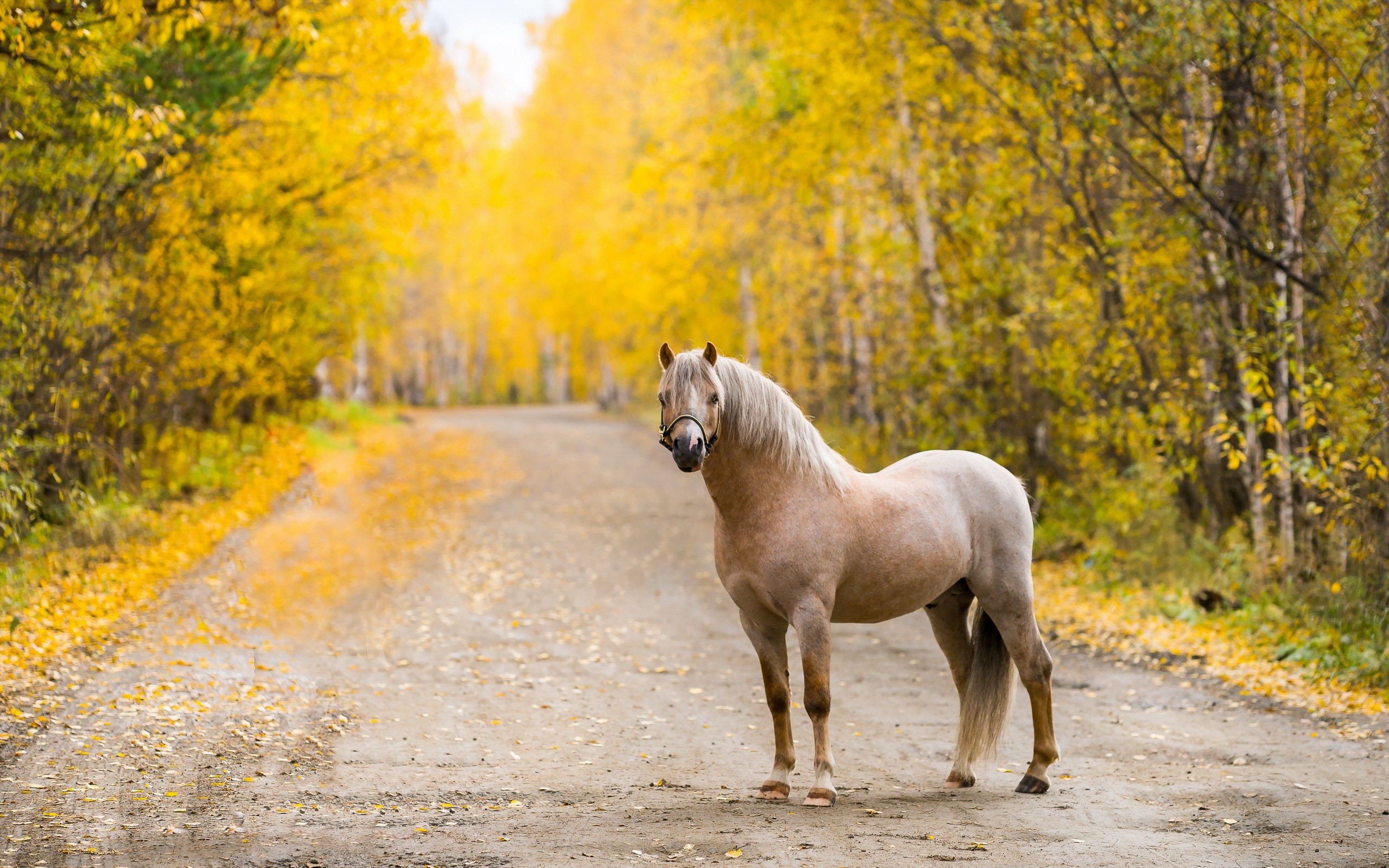 Horse on a road in an autumn forest HD Wallpaper