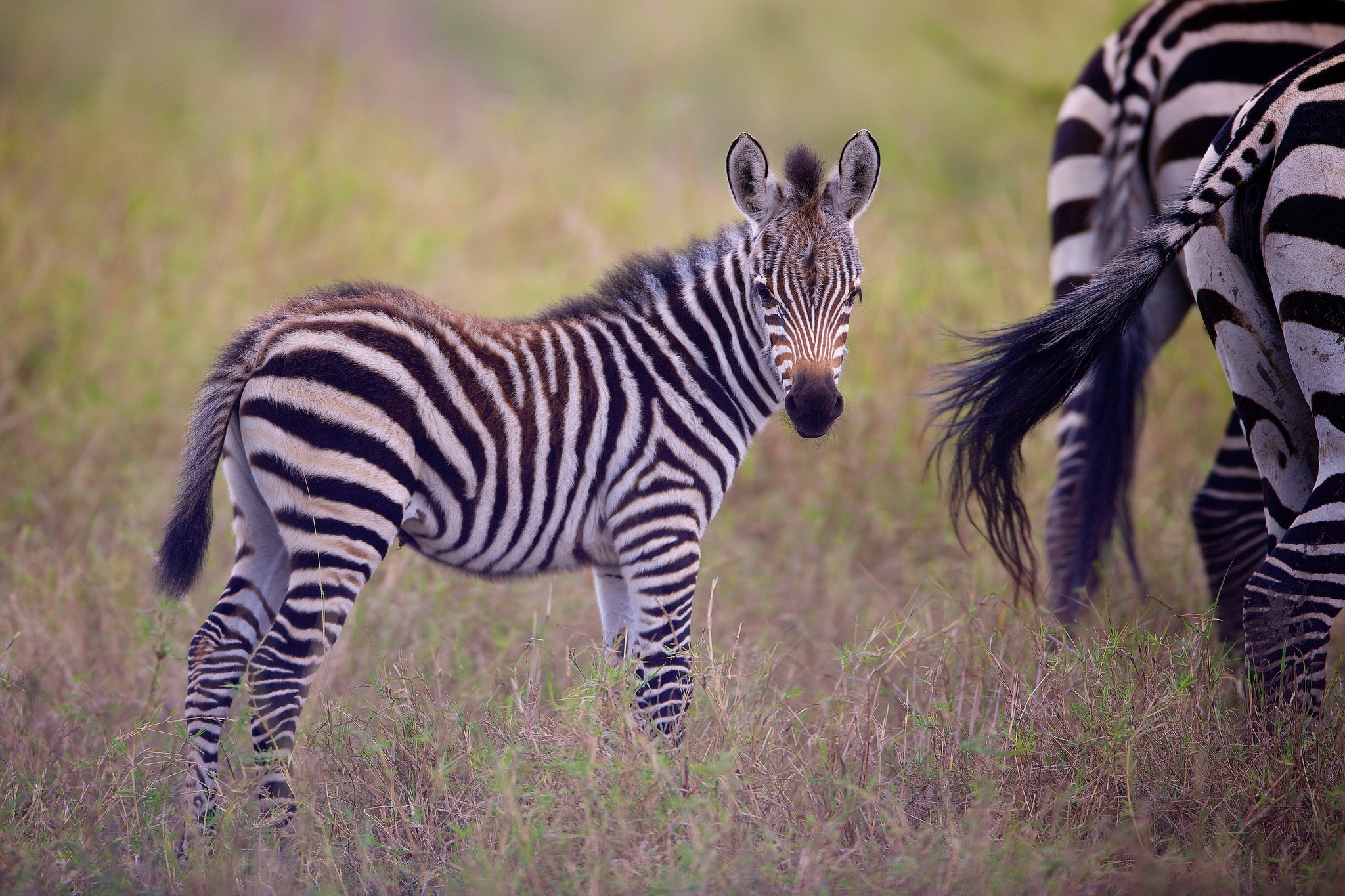 A baby zebra stands in a grassy field next to an adult zebra. HD Wallpaper