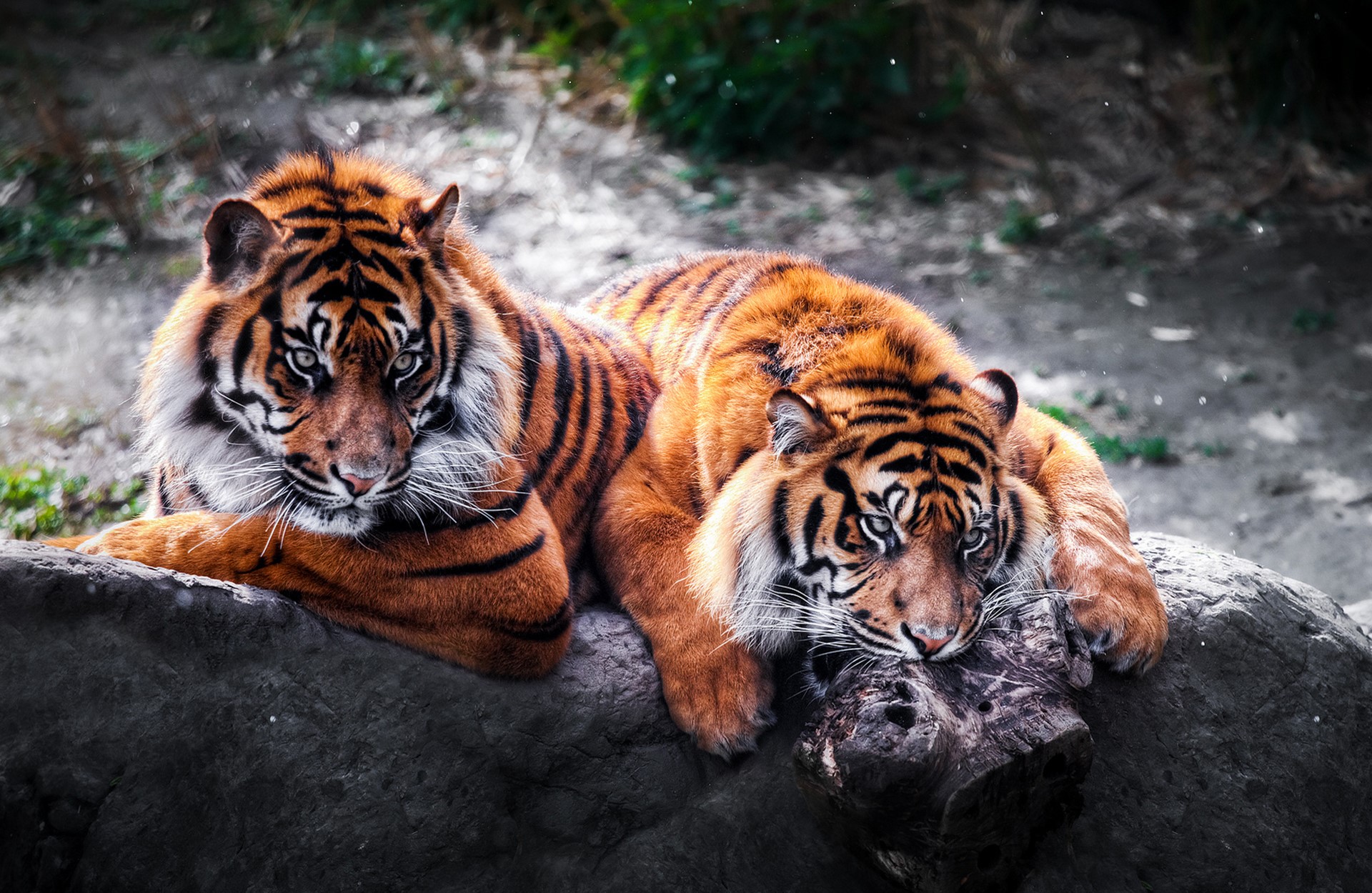 Two tigers resting on a rock HD Wallpaper