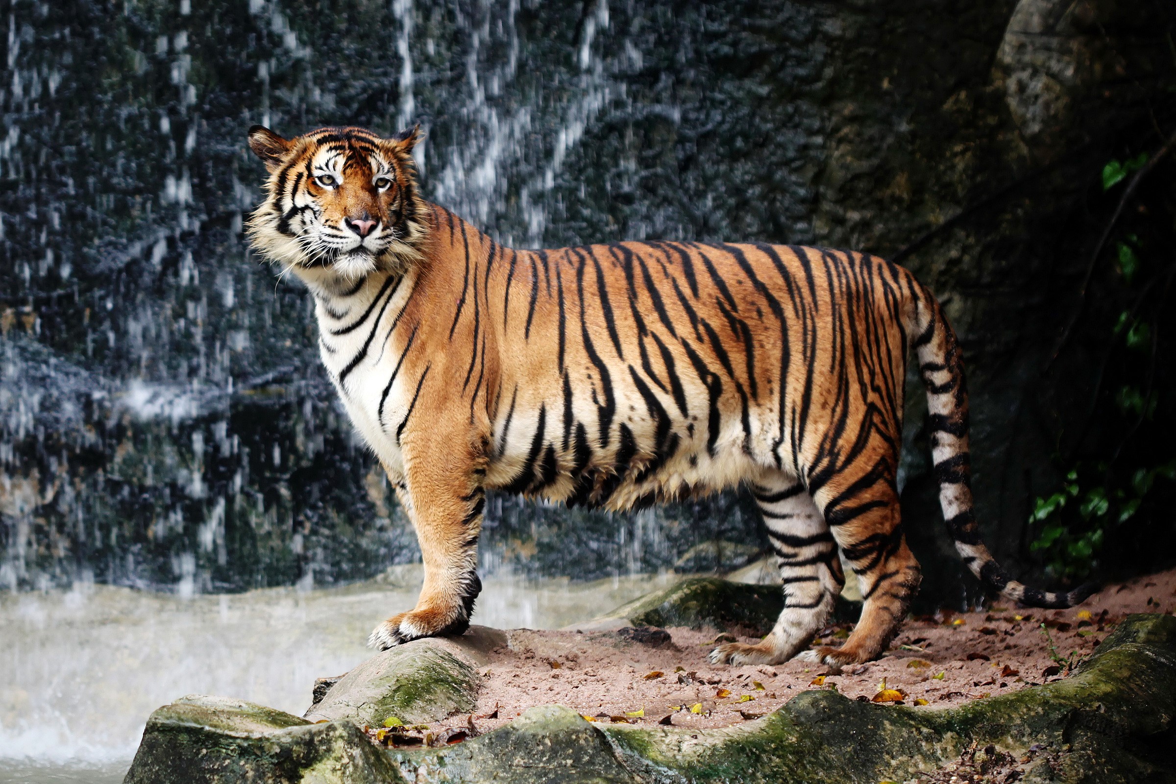Tiger standing by a waterfall HD Wallpaper