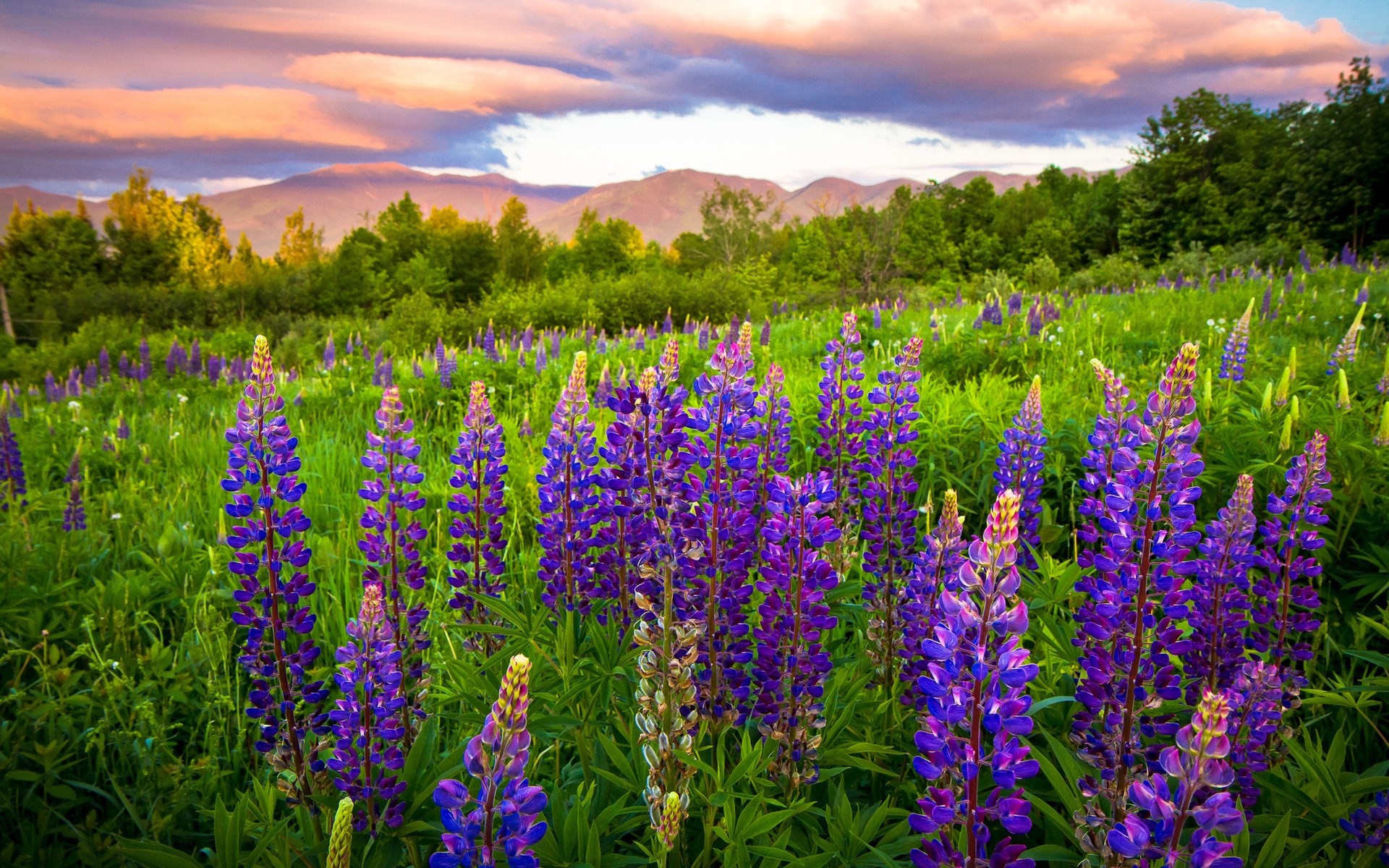 Field of purple lupine flowers with mountains and sunset sky HD Wallpaper