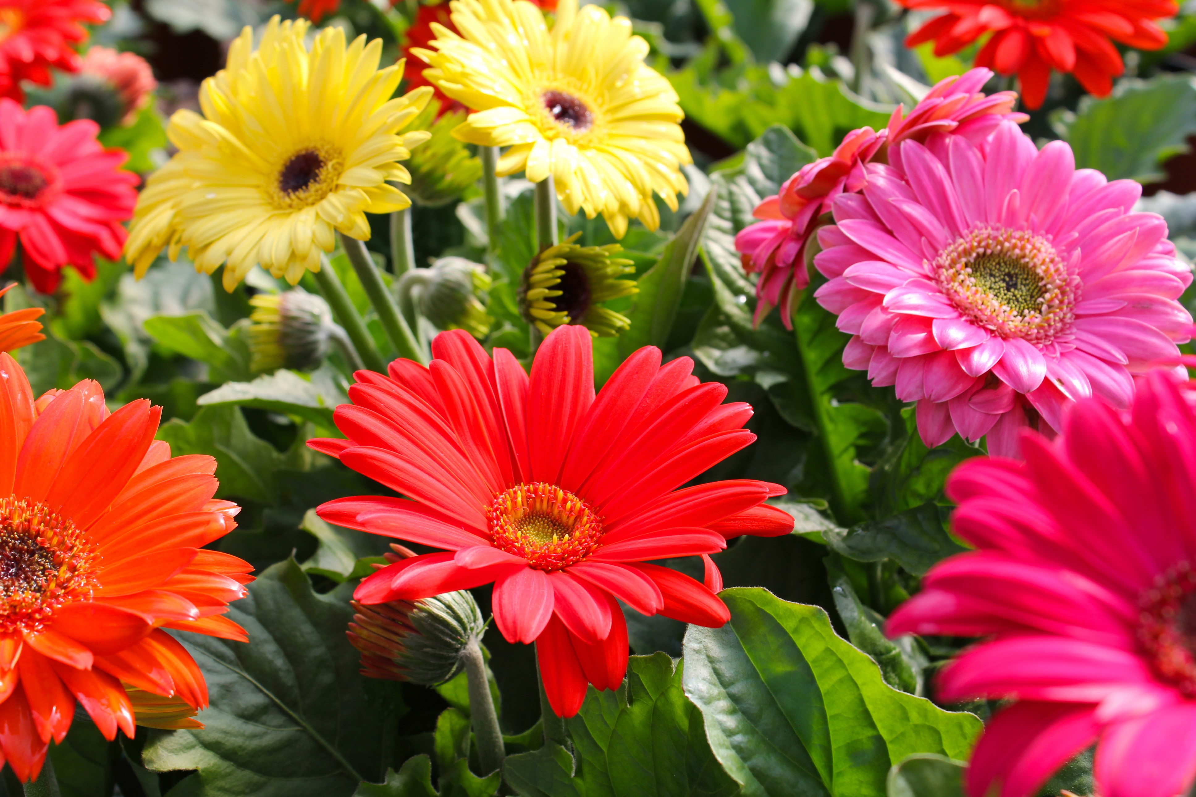 Many colorful Gerberas in bloom HD Wallpaper