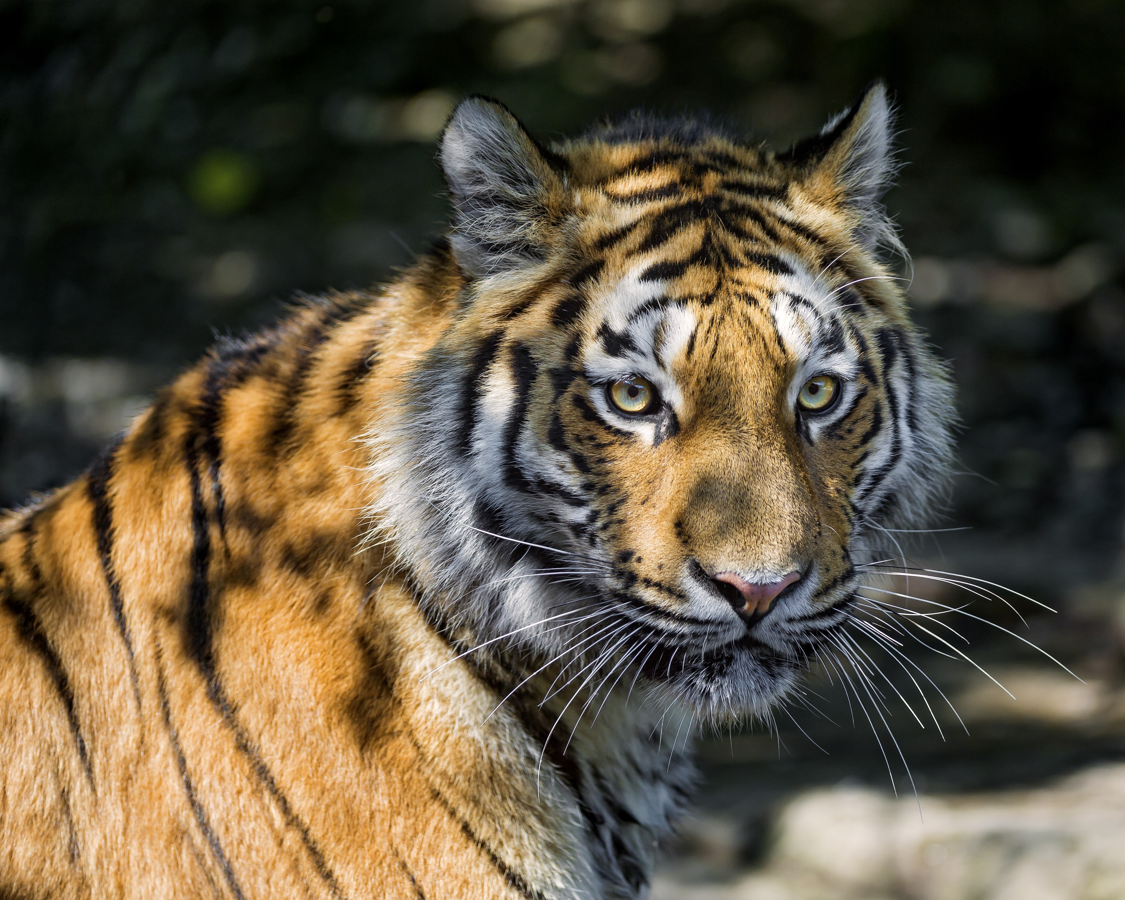 Tiger with Whiskers HD Wallpaper