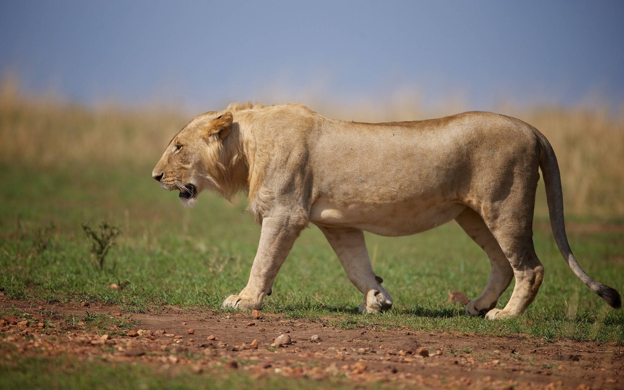 A lion walks across a grassy plain HD Wallpaper