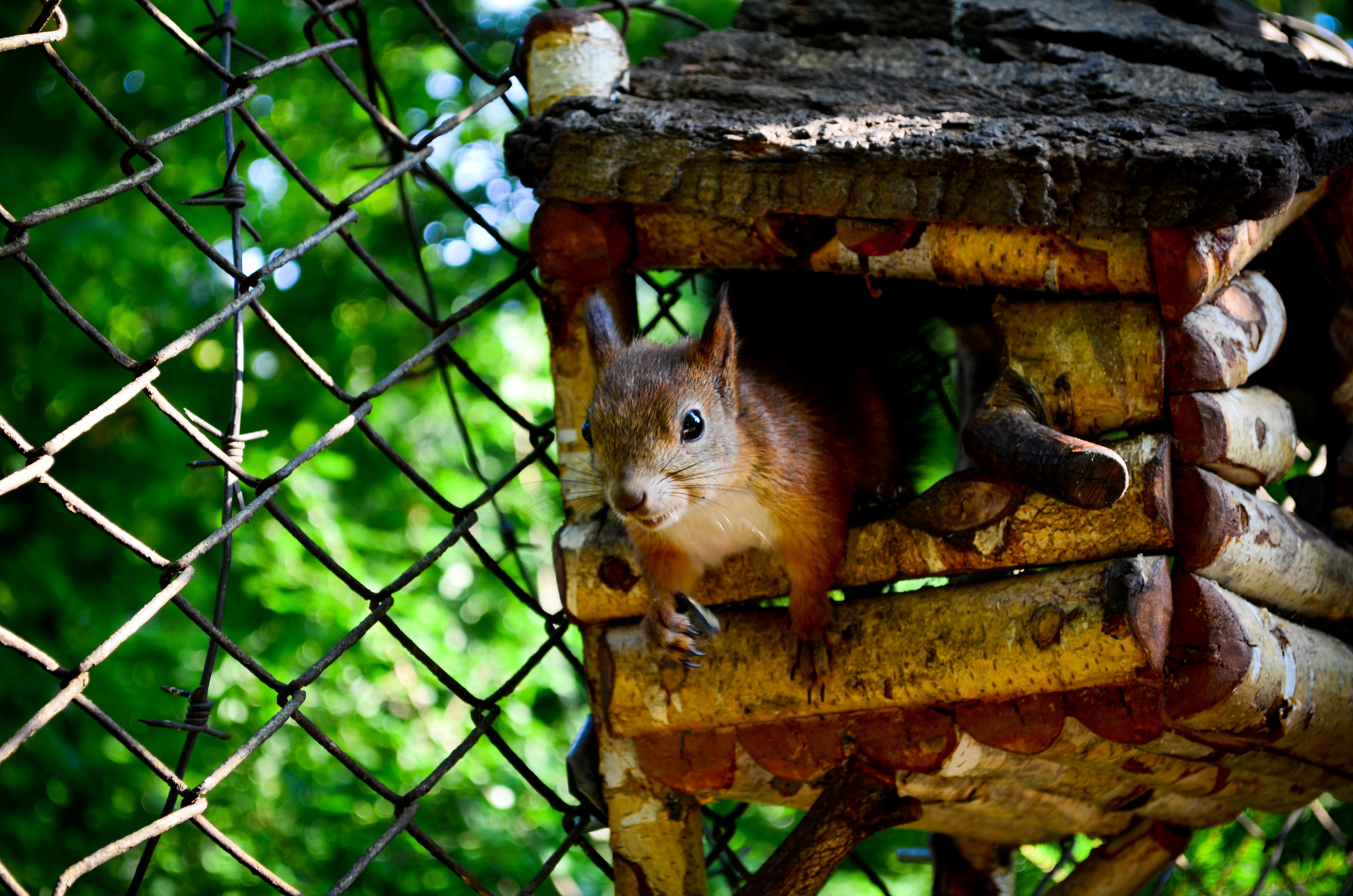 Squirrel in a wooden house behind a fence HD Wallpaper