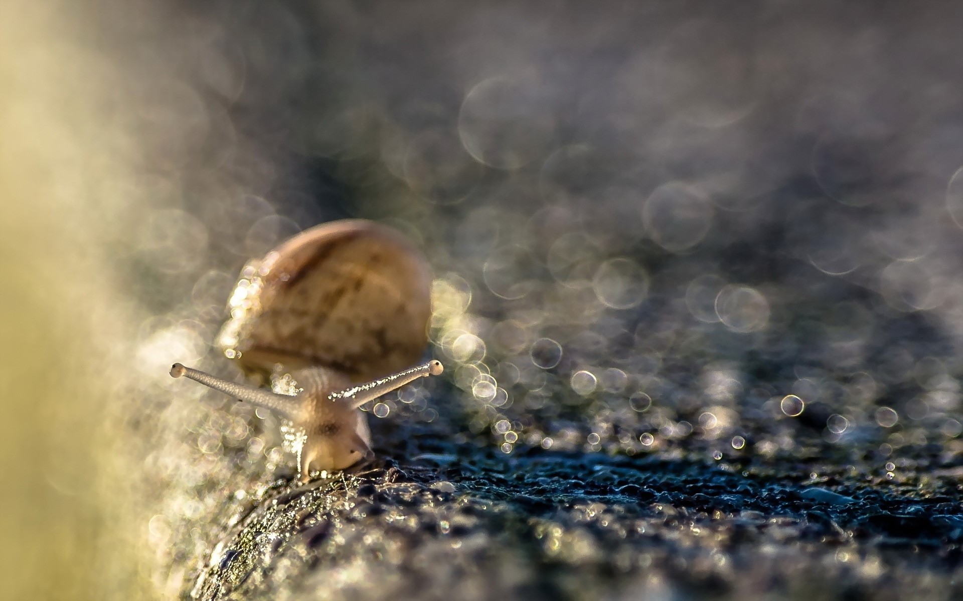 Snail with water droplets on a textured surface HD Wallpaper