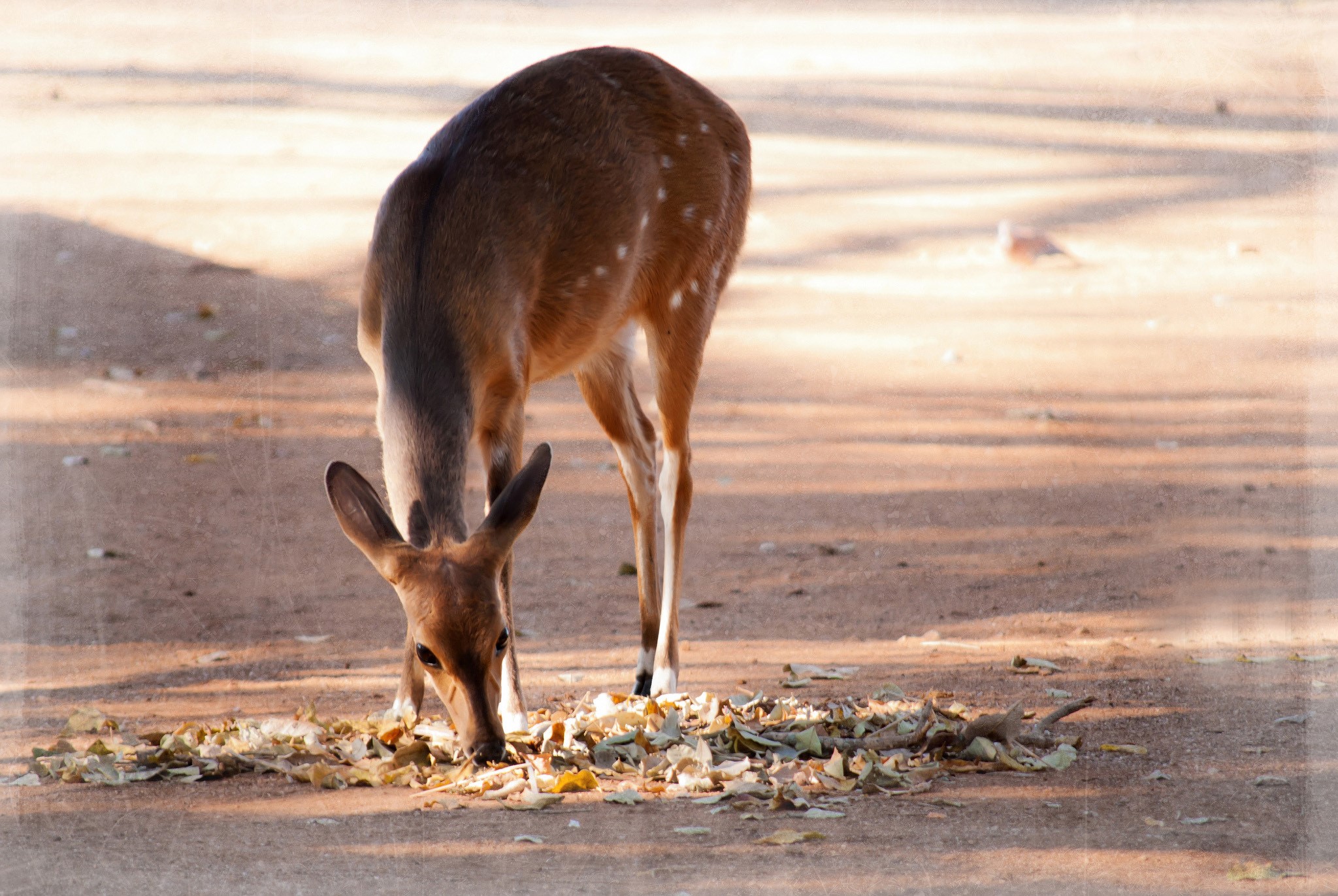 A spotted deer eating leaves on the ground HD Wallpaper