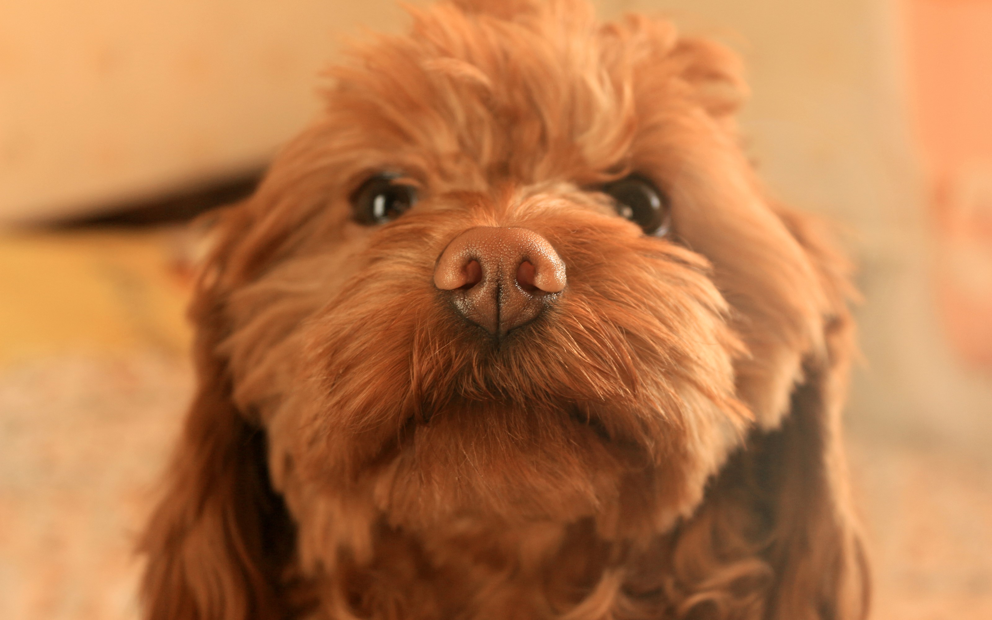 Close-up of a brown dog's face HD Wallpaper