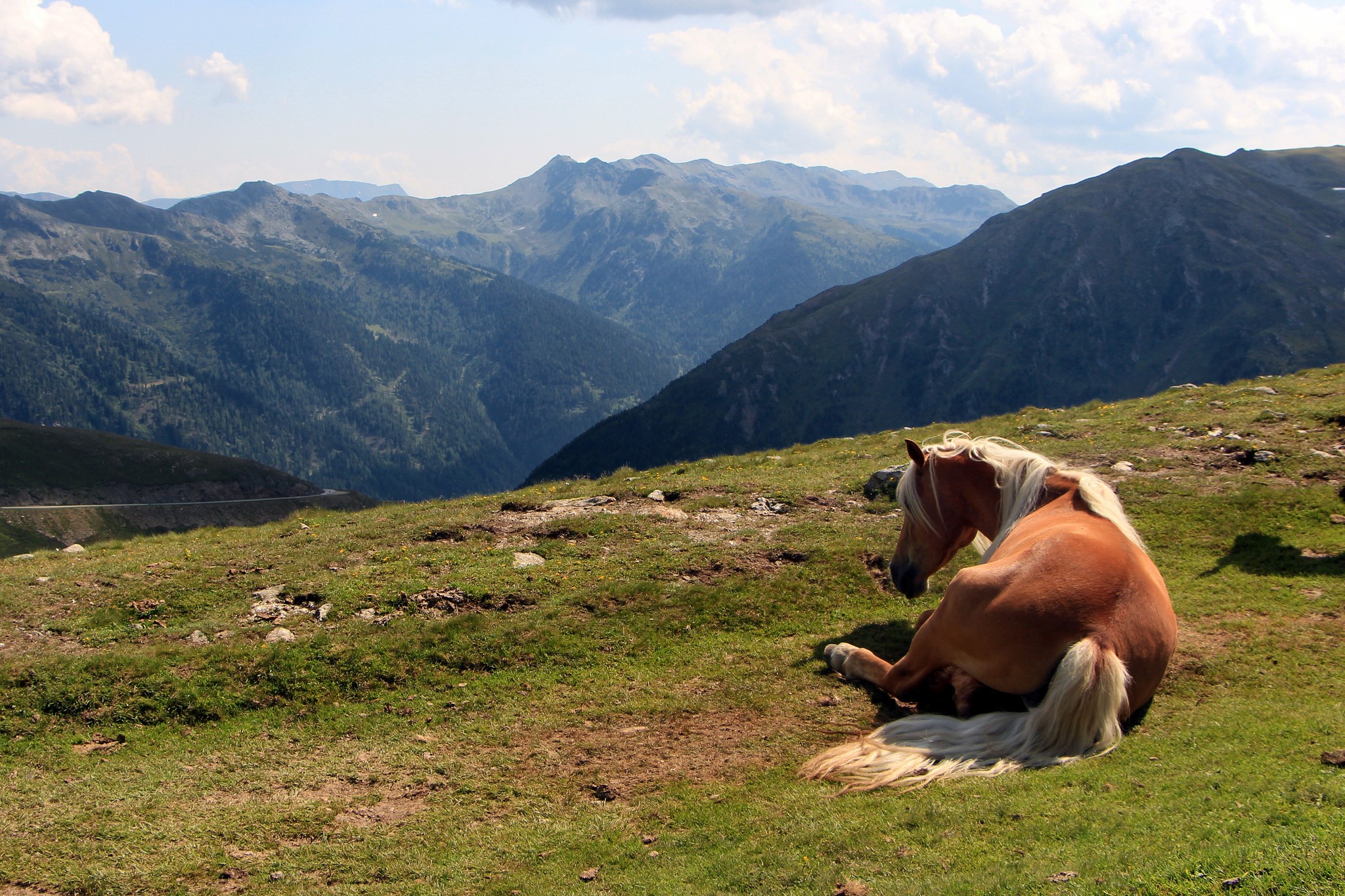 Horse resting on a grassy mountain slope HD Wallpaper
