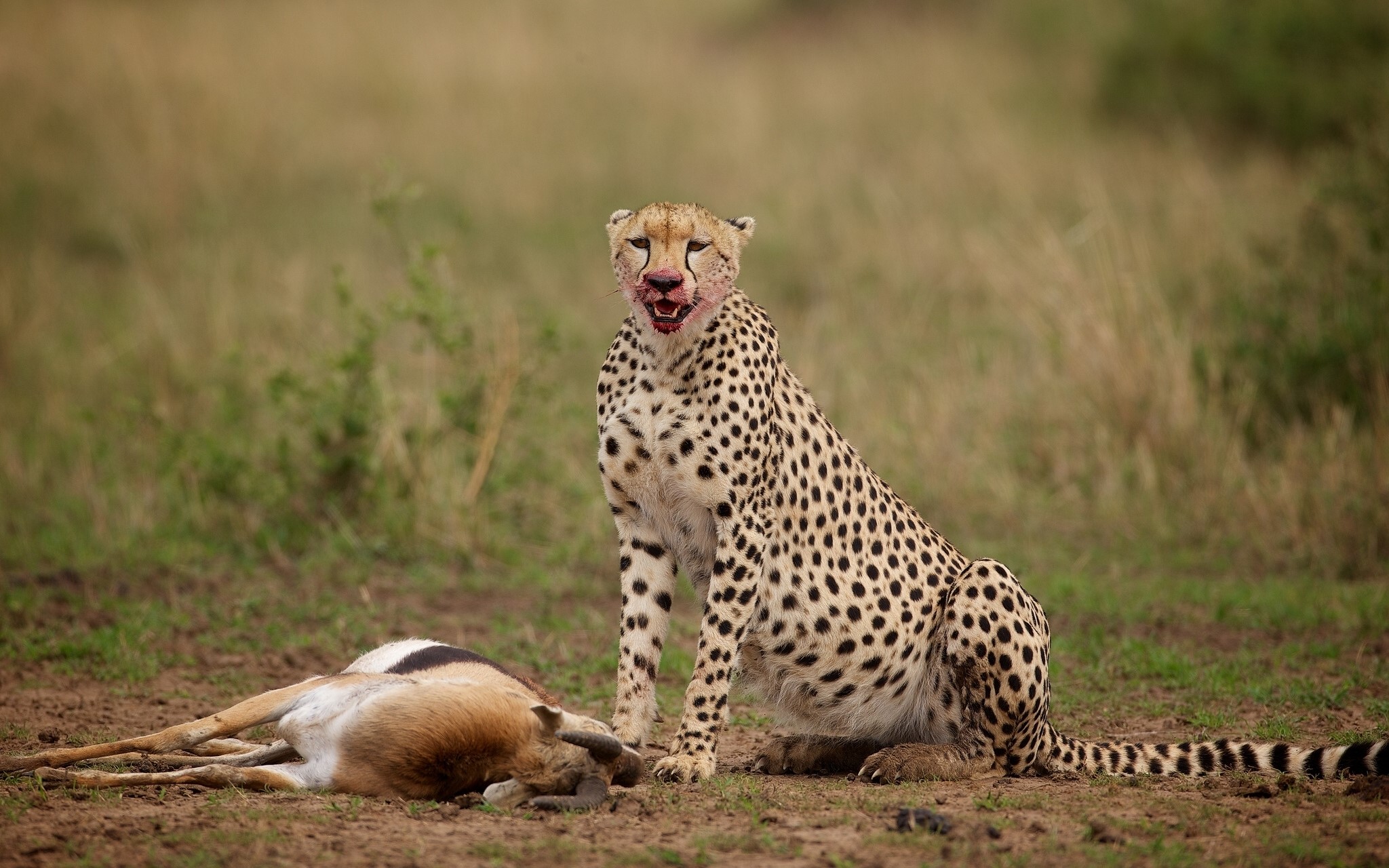 Cheetah with bloody face next to its prey HD Wallpaper