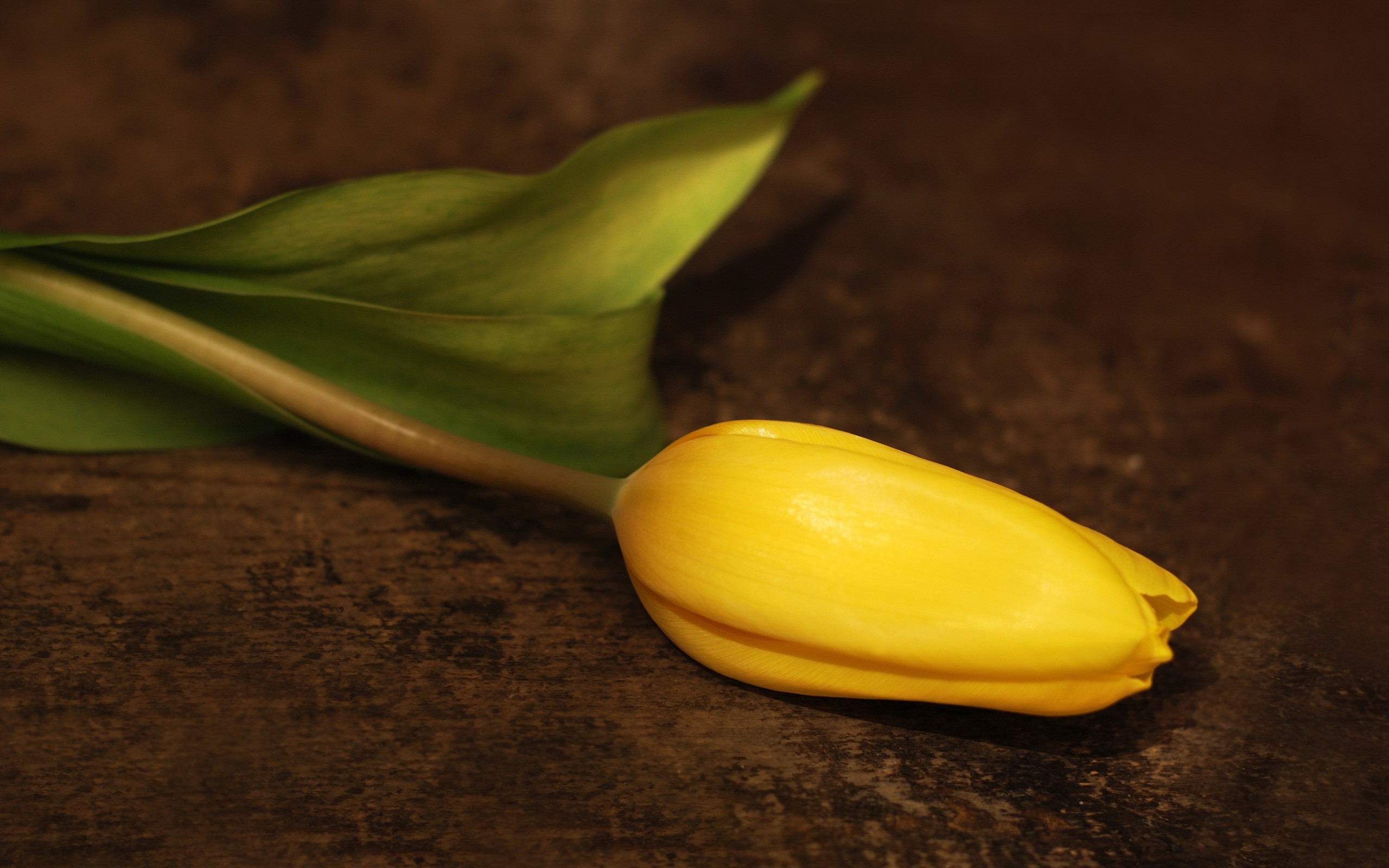 Yellow tulip with green leaf on dark surface HD Wallpaper