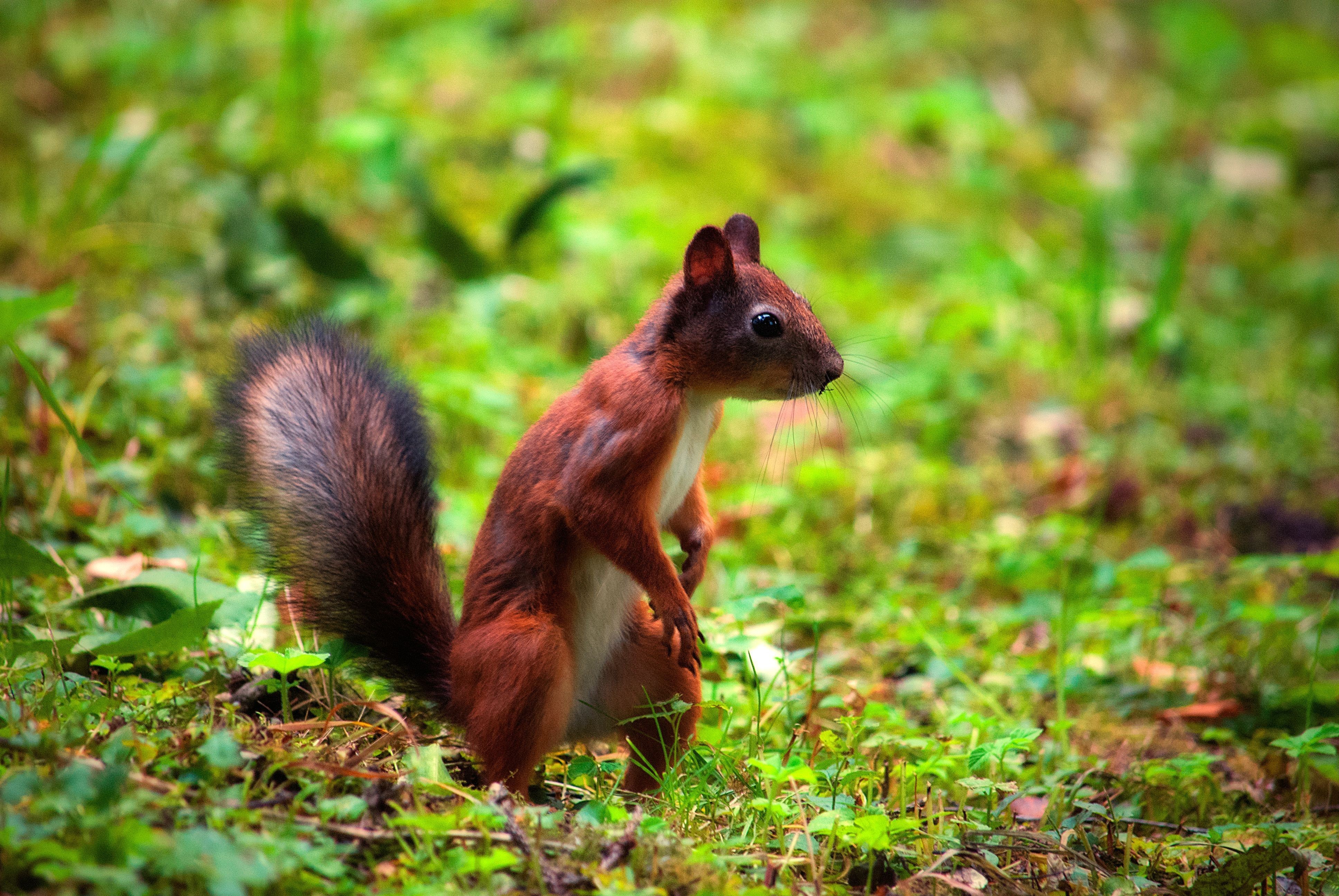Squirrel in green grass HD Wallpaper