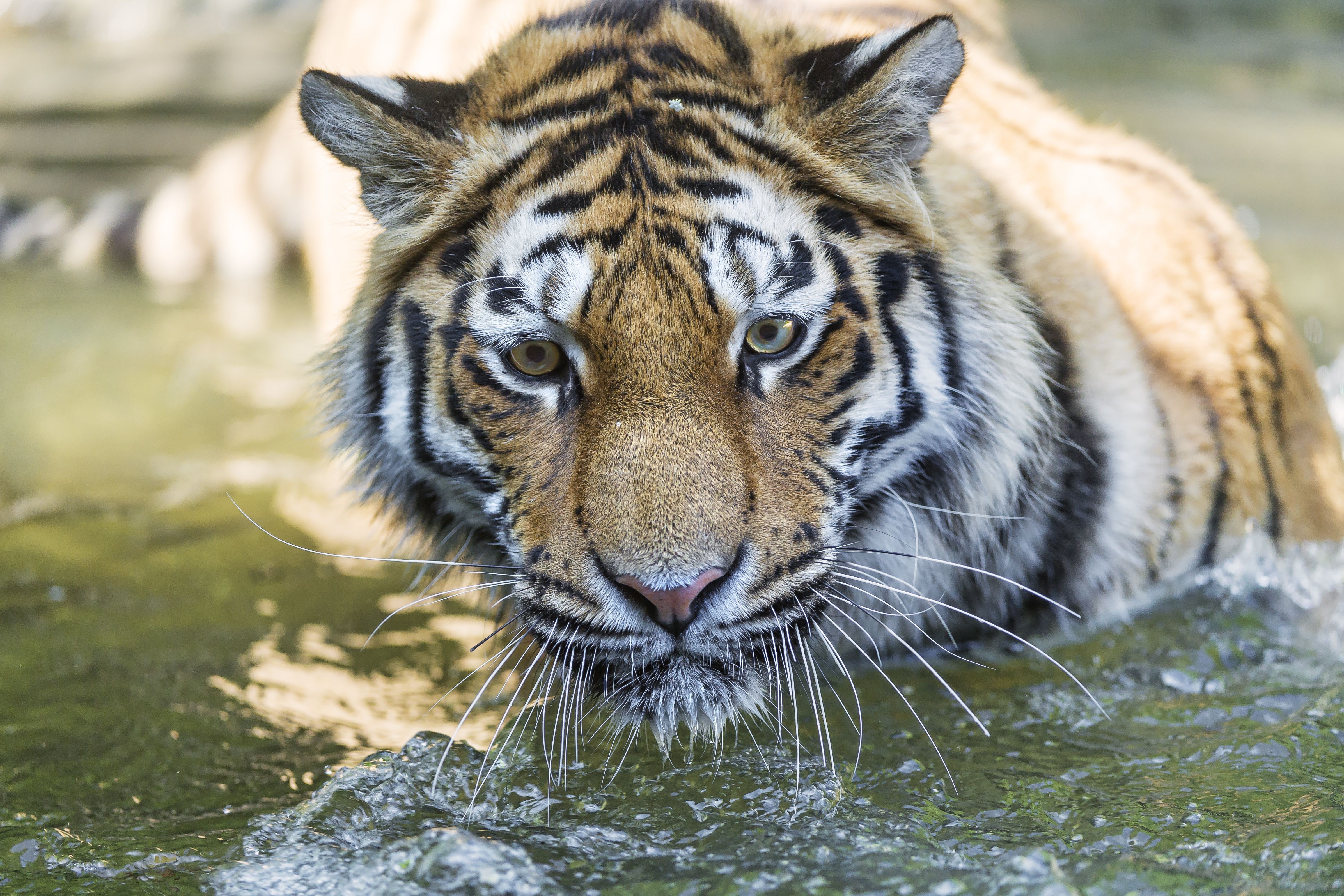 Tiger in Water HD Wallpaper
