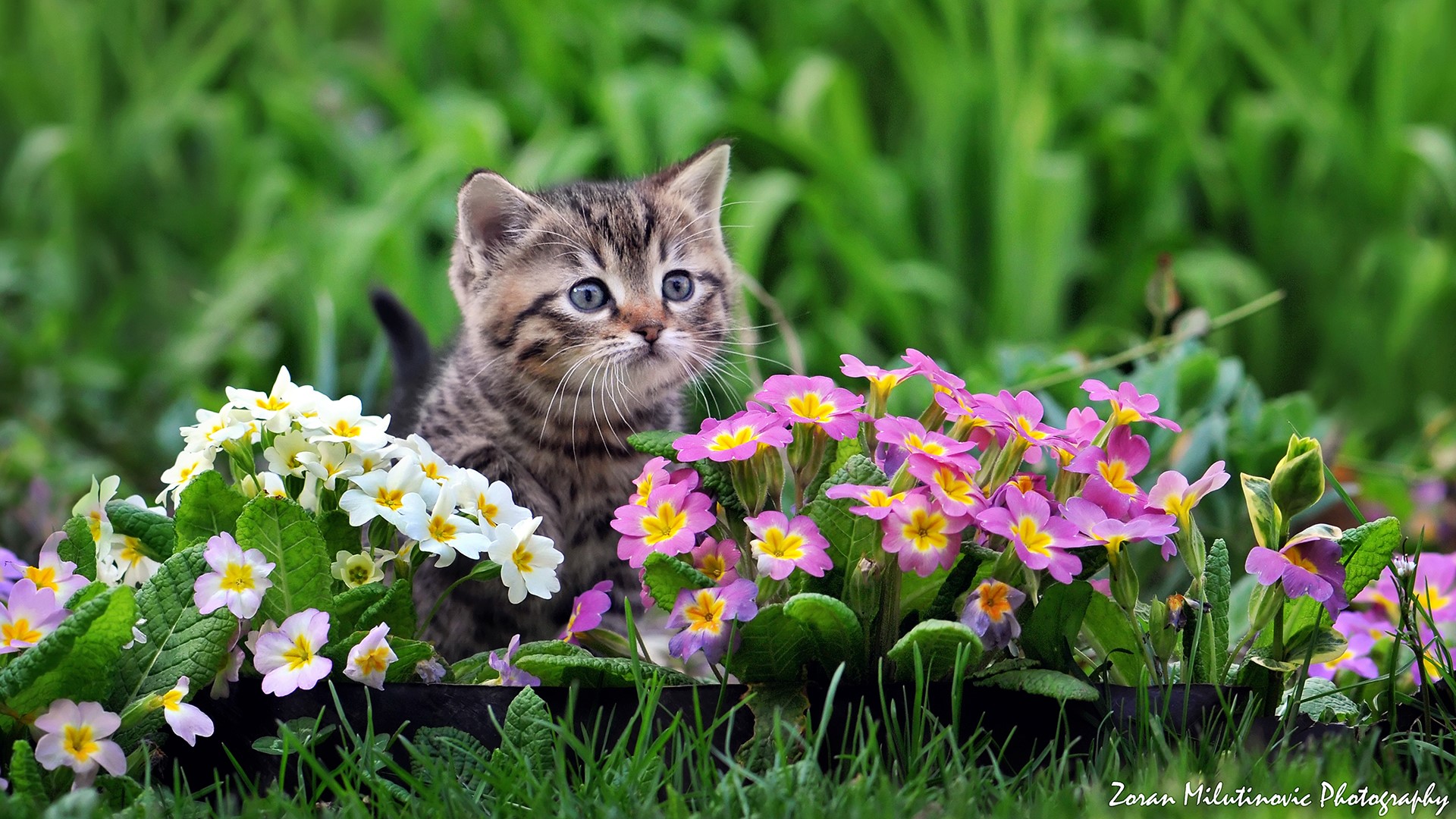 Kitten sitting among flowers HD Wallpaper