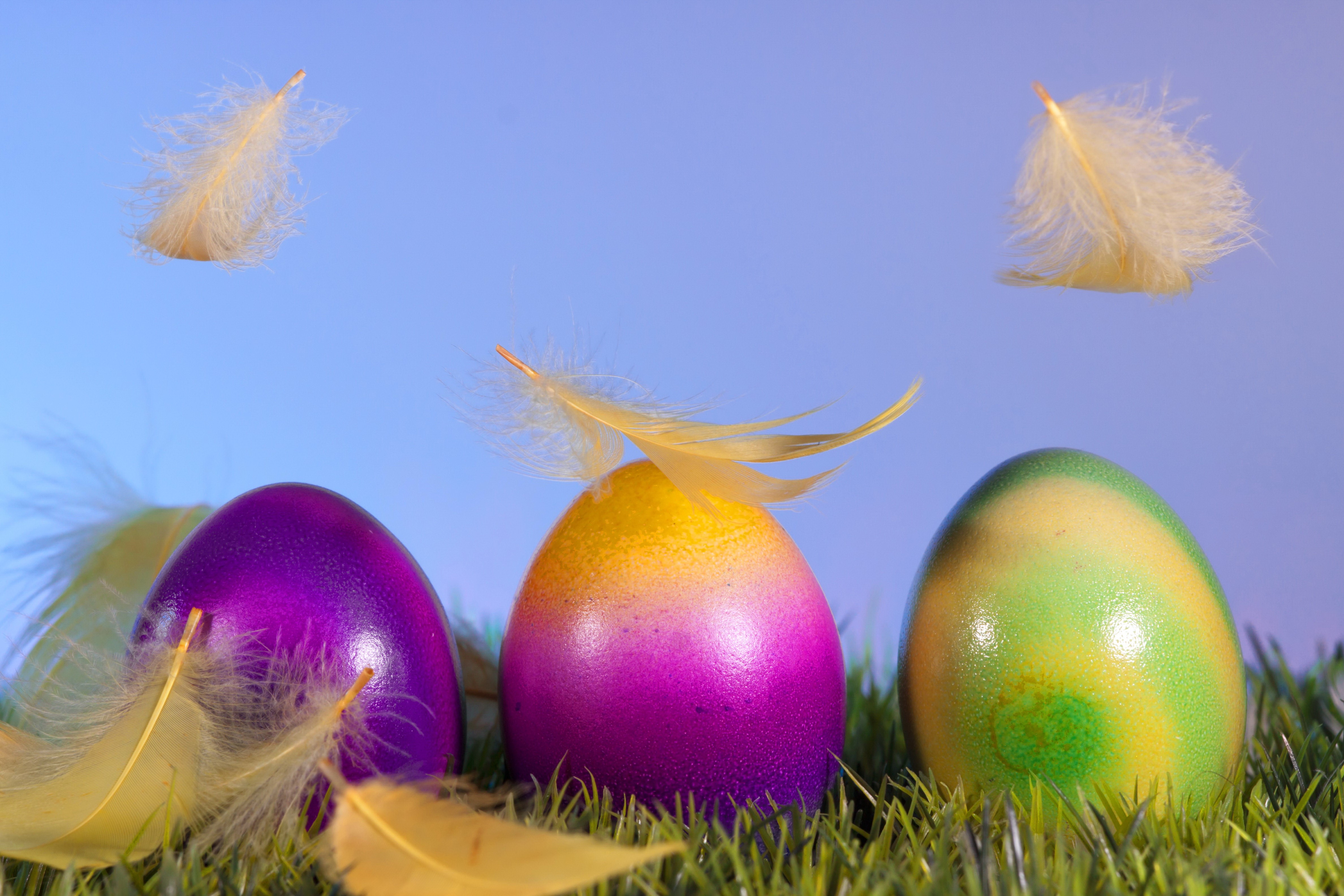 Easter eggs with feathers on grass HD Wallpaper