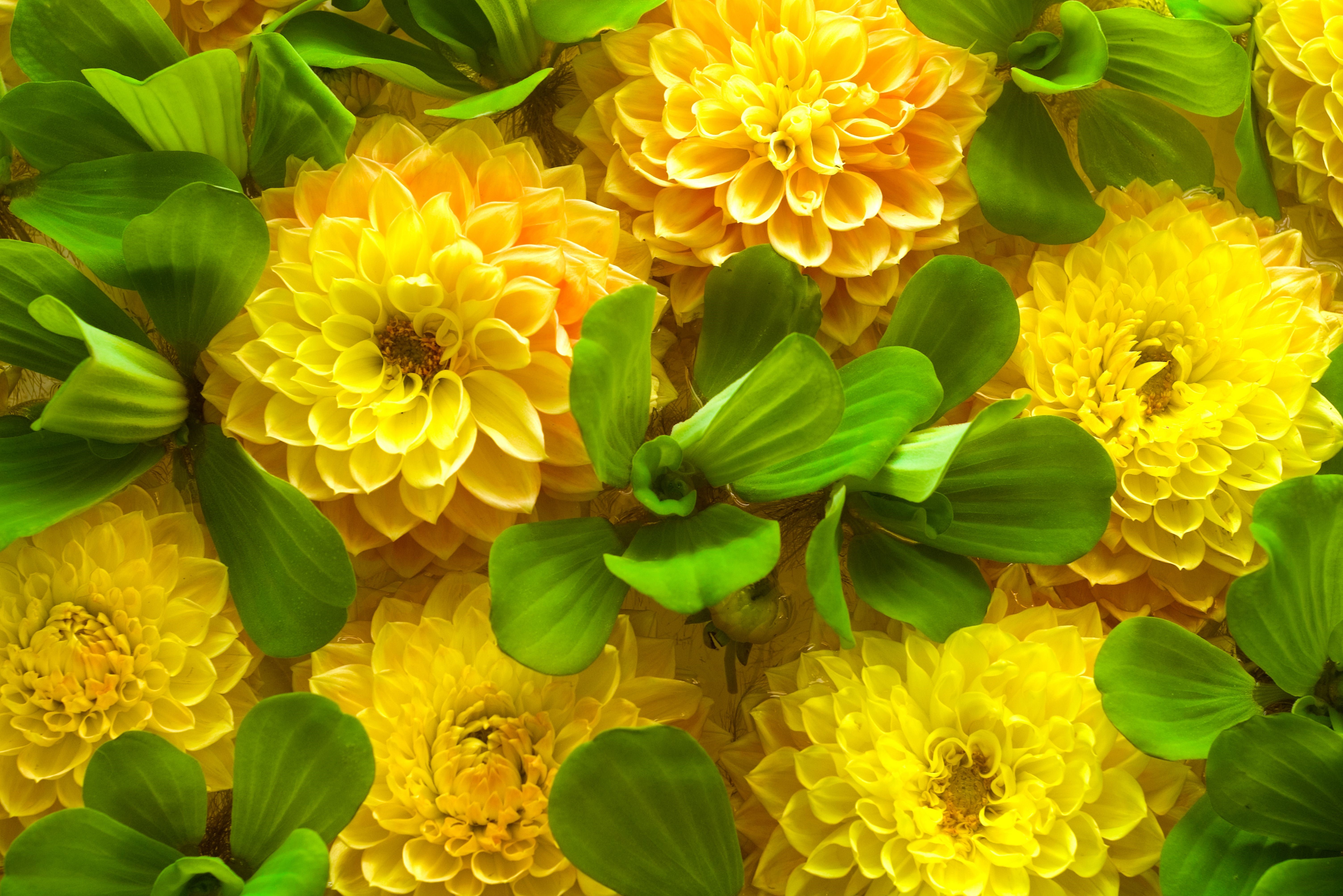 Yellow Chrysanthemums and Green Leaves Close-up HD Wallpaper