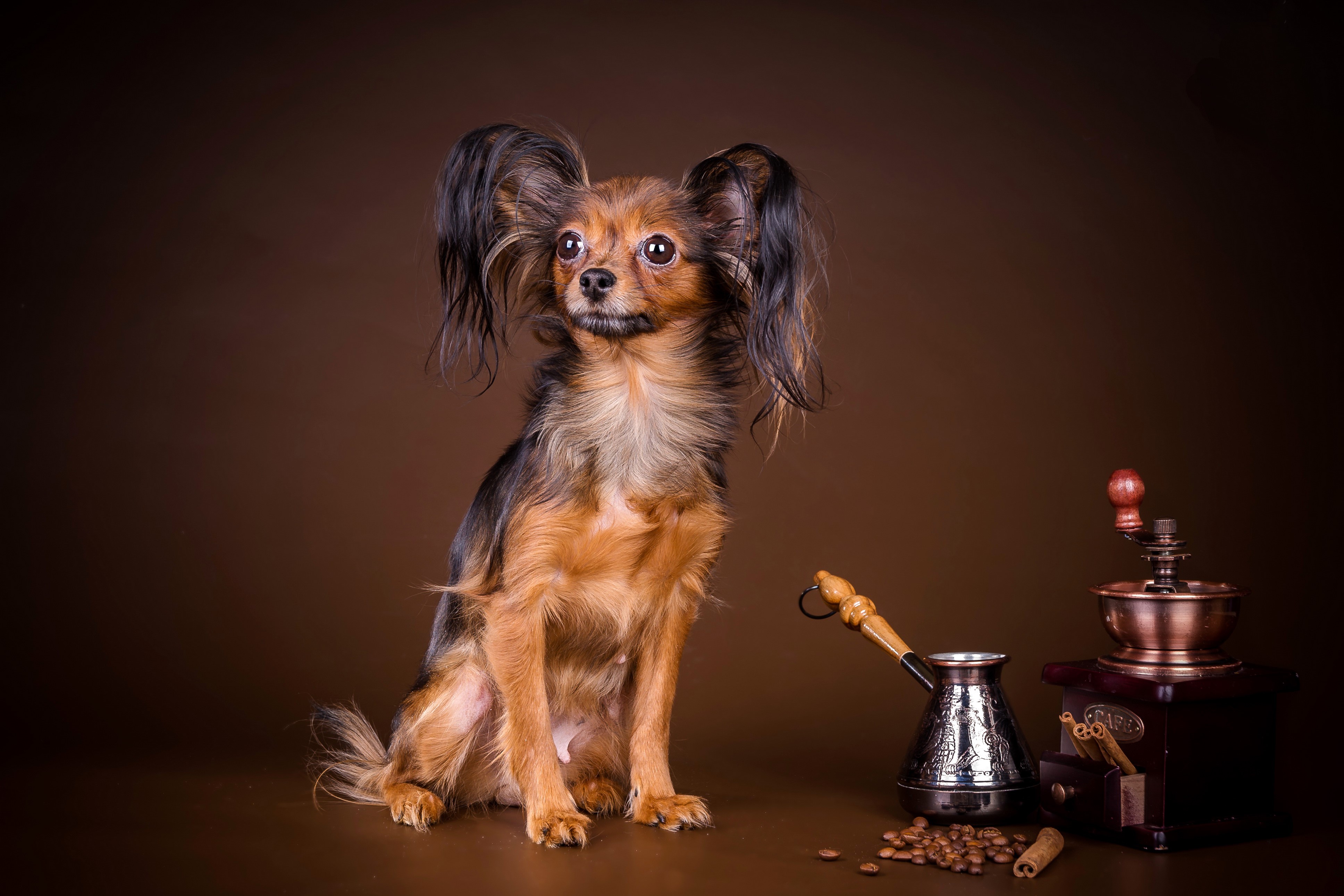 Russian Toy Terrier with Coffee Grinder and Cezve HD Wallpaper