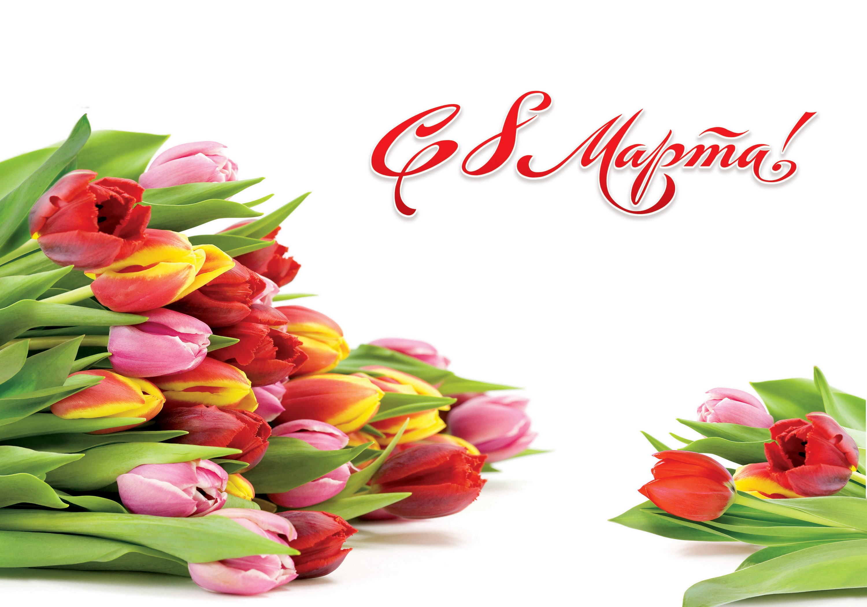 Happy March 8th Tulips Greeting Card HD Wallpaper