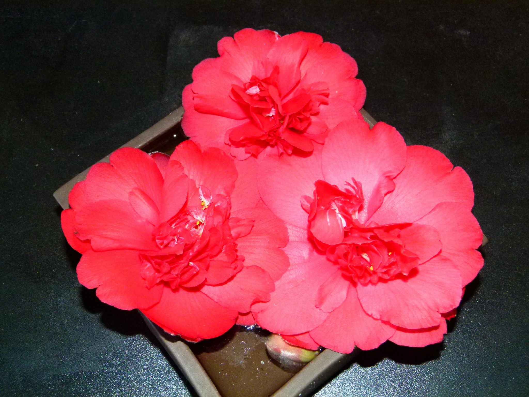 Three red camellia flowers in a square vase HD Wallpaper