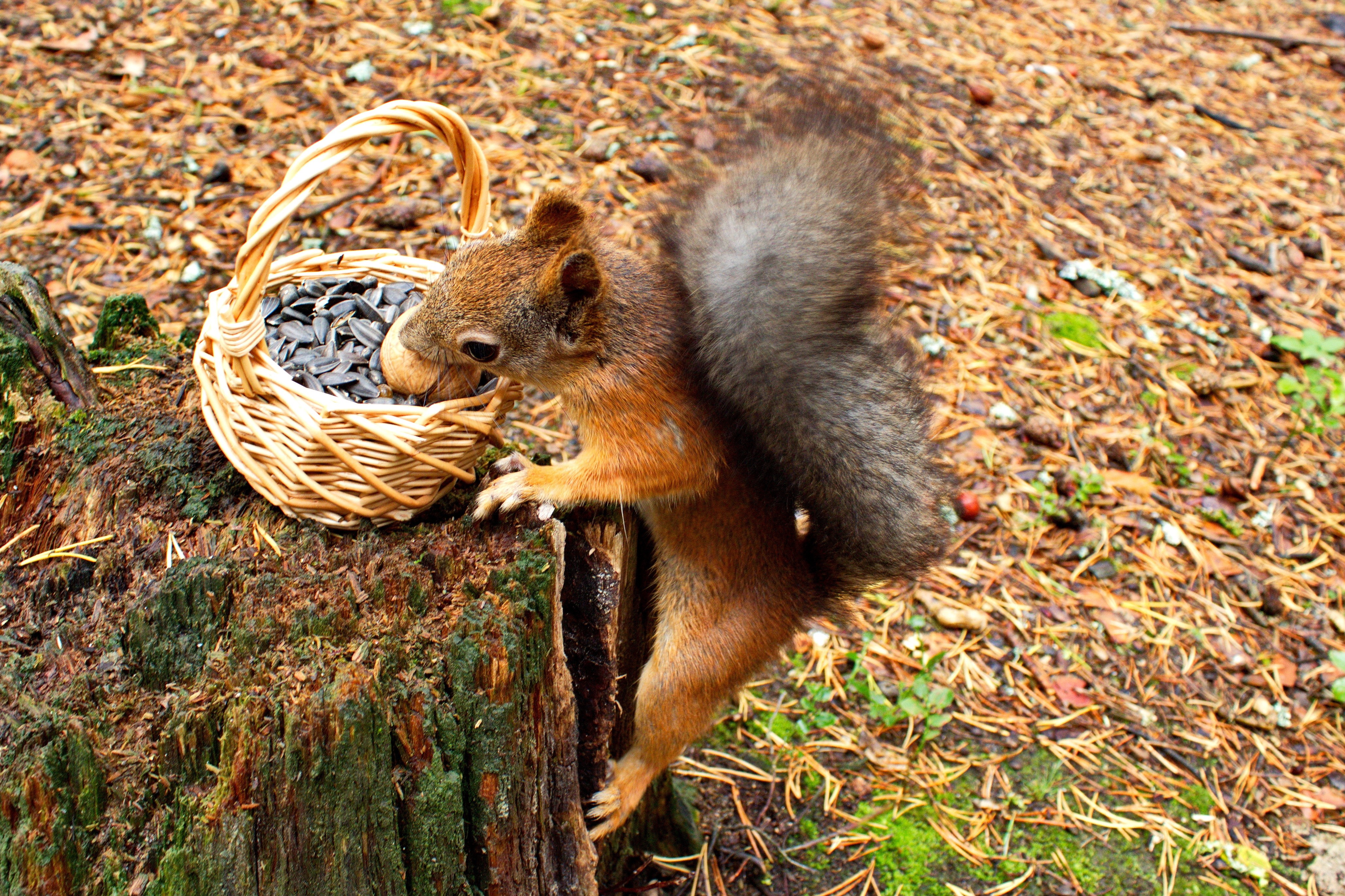 Squirrel eating seeds from a basket on a tree stump HD Wallpaper